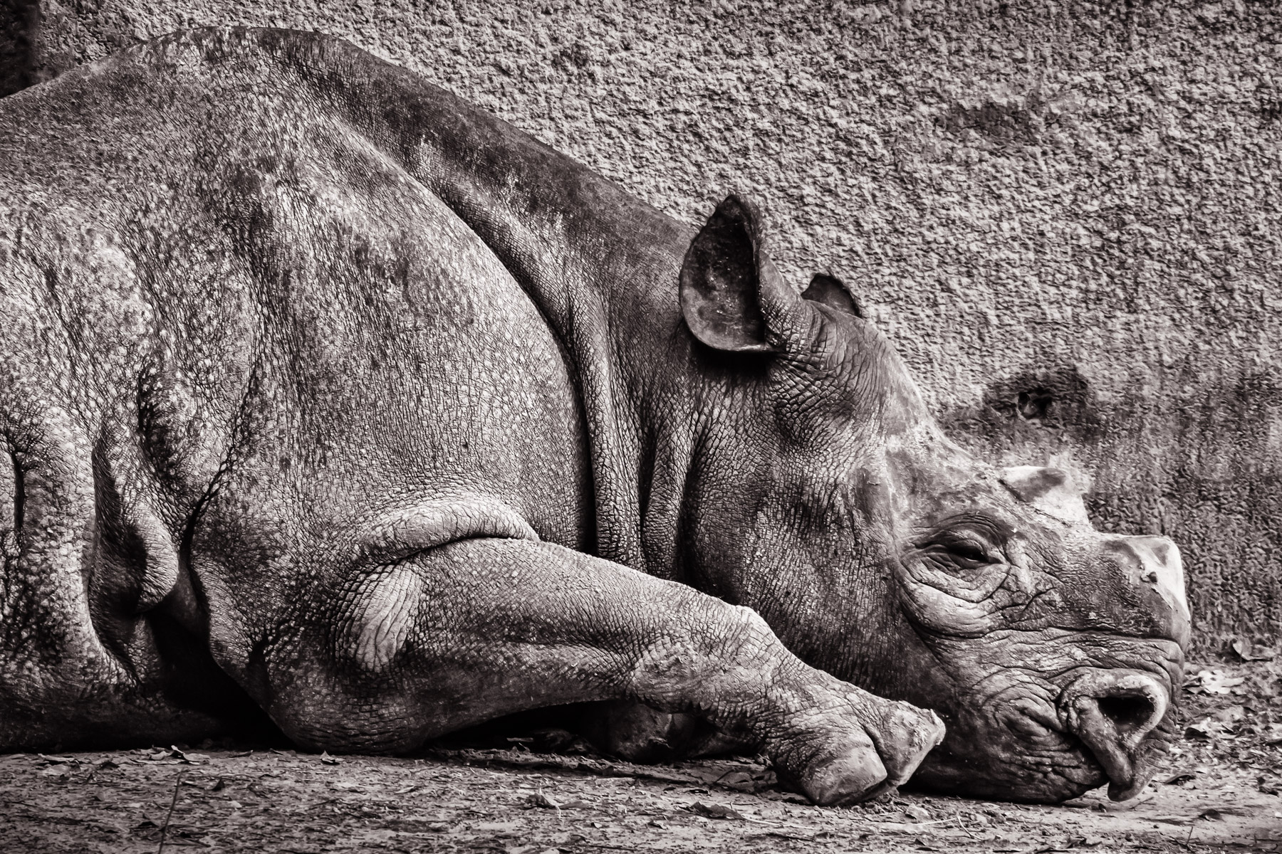 Sleepy Rhino | Tyler | 75CentralPhotography