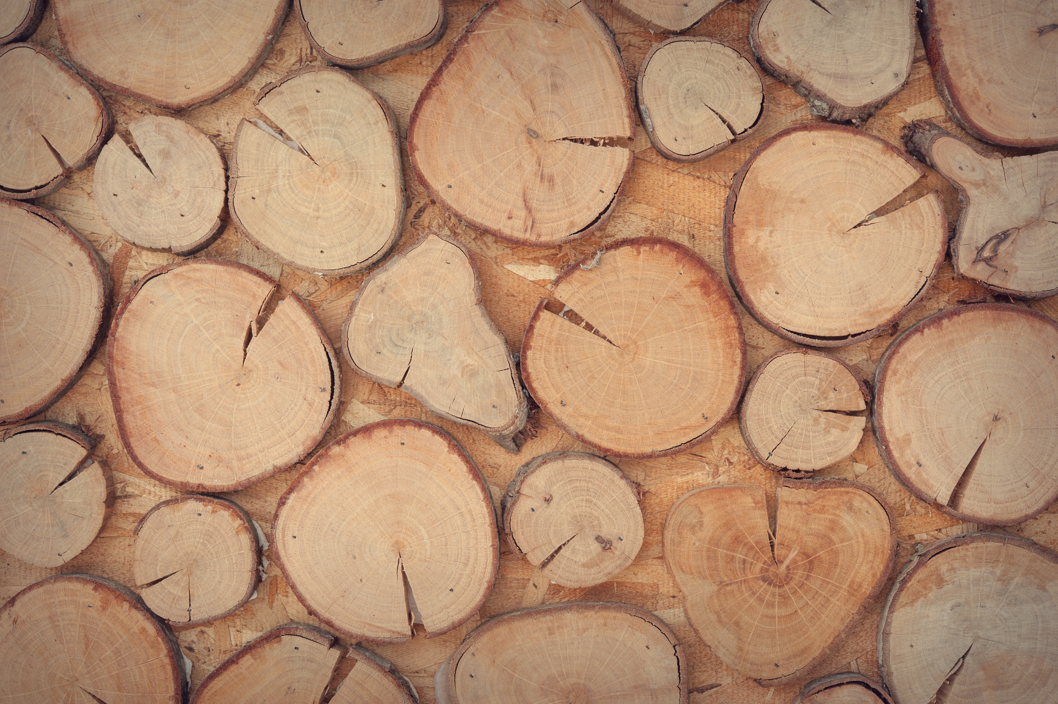 Slice of brown wooden log photo