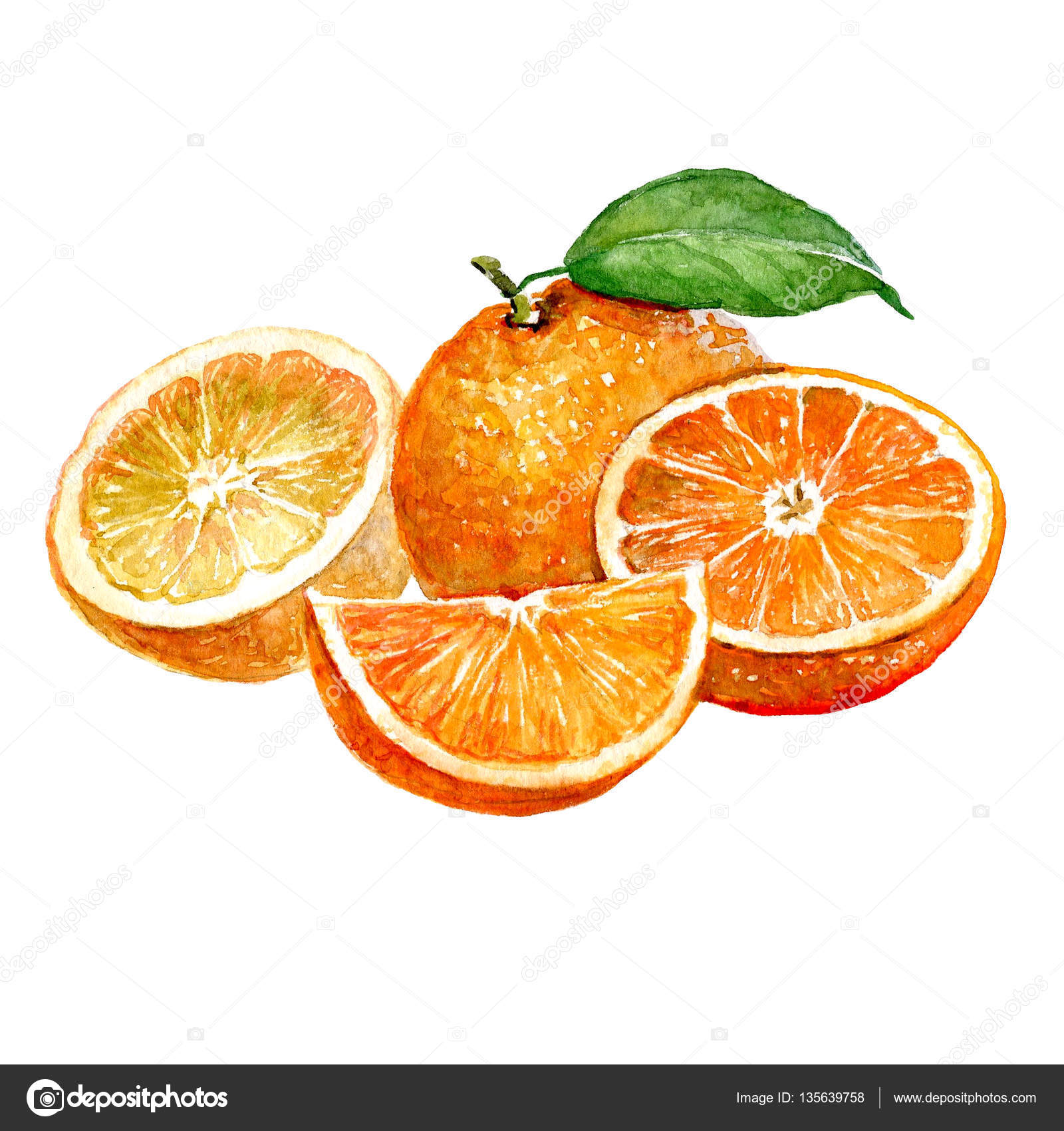 Watercolor orange and sliced orange fruit isolated — Stock Photo ...