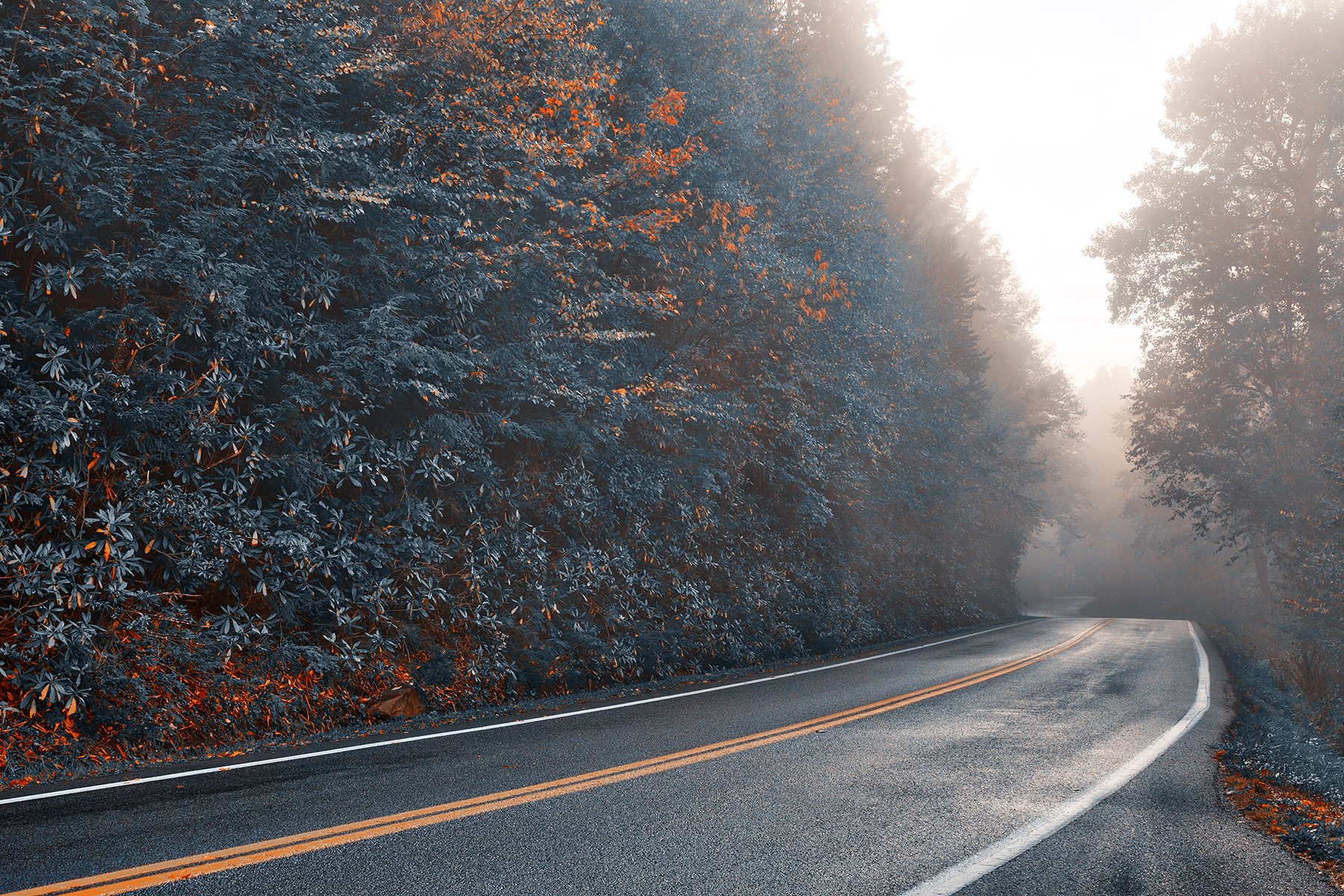 Slick mist forest road - autumn blues hdr photo
