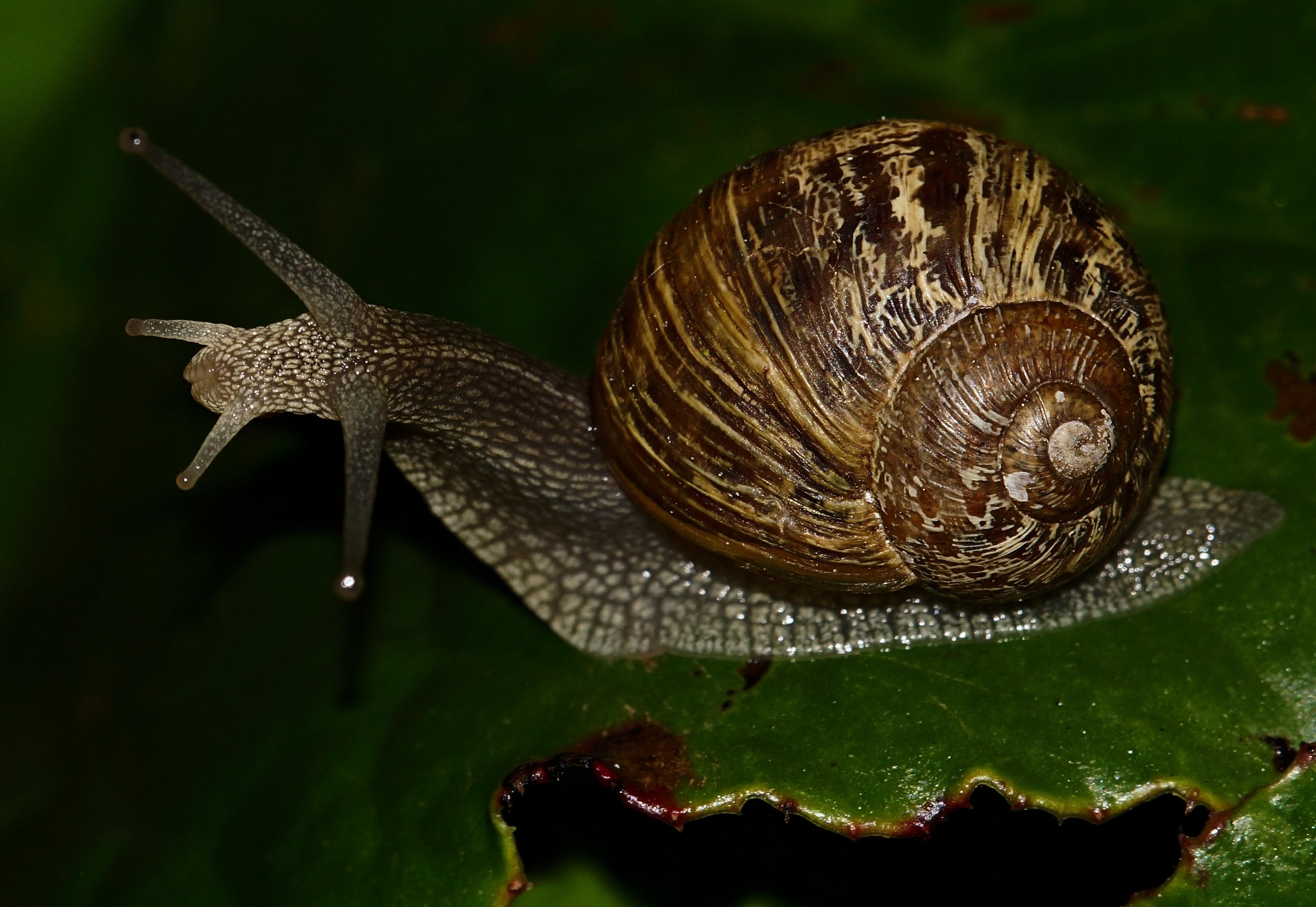 Free picture: snail, gastropod, invertebrate, animal, slug, slime, shell