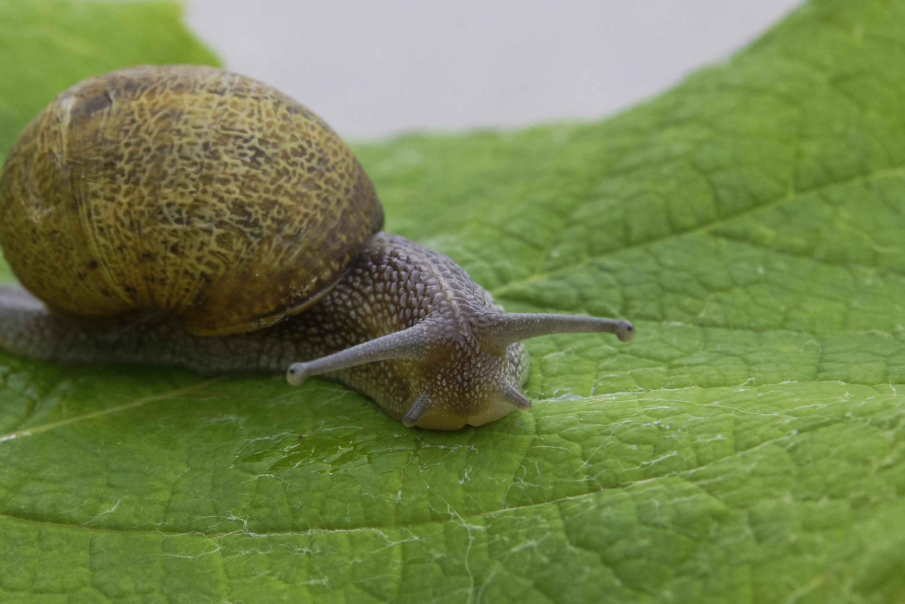 Free picture: snail, gastropod, animal, macro, slug, slime, garden ...