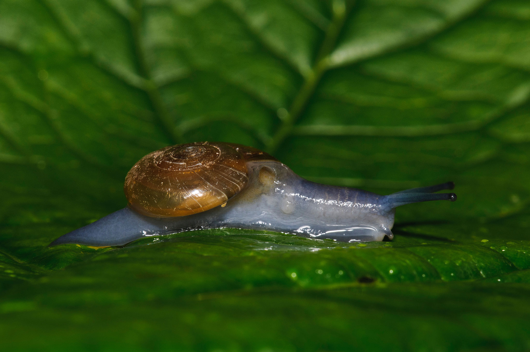 Inside the Strange World of Slug Sex and Slime