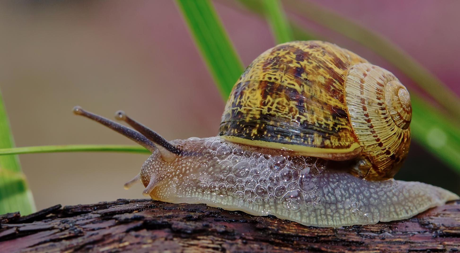 Free picture: animal, snail, gastropod, detail, invertebrate, slug ...