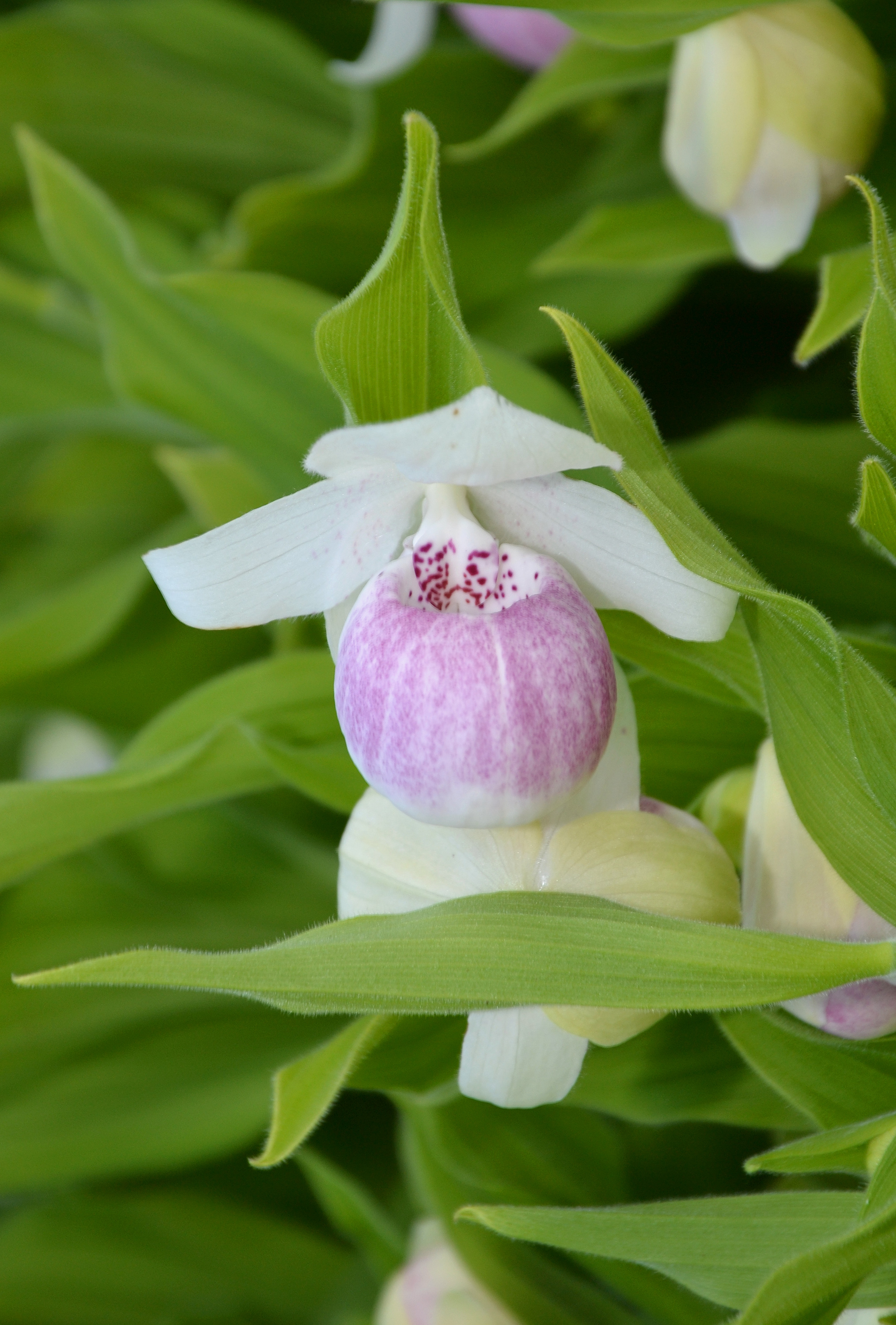Slipper orchid, Bloom, Hybridisation, Temperate, Sweden, HQ Photo