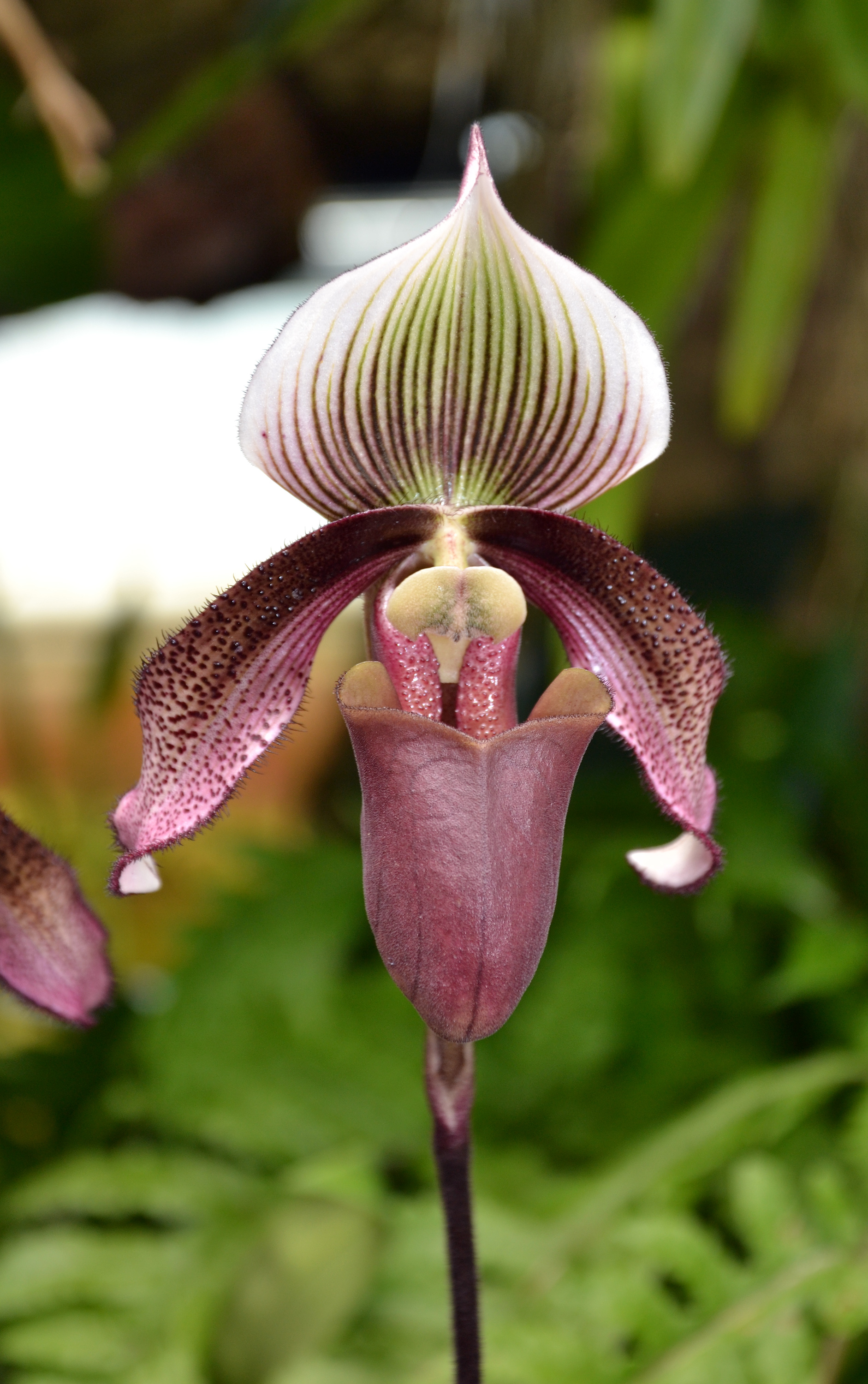 Slipper orchid, Asia, Herbaceous, Temperate, Small, HQ Photo