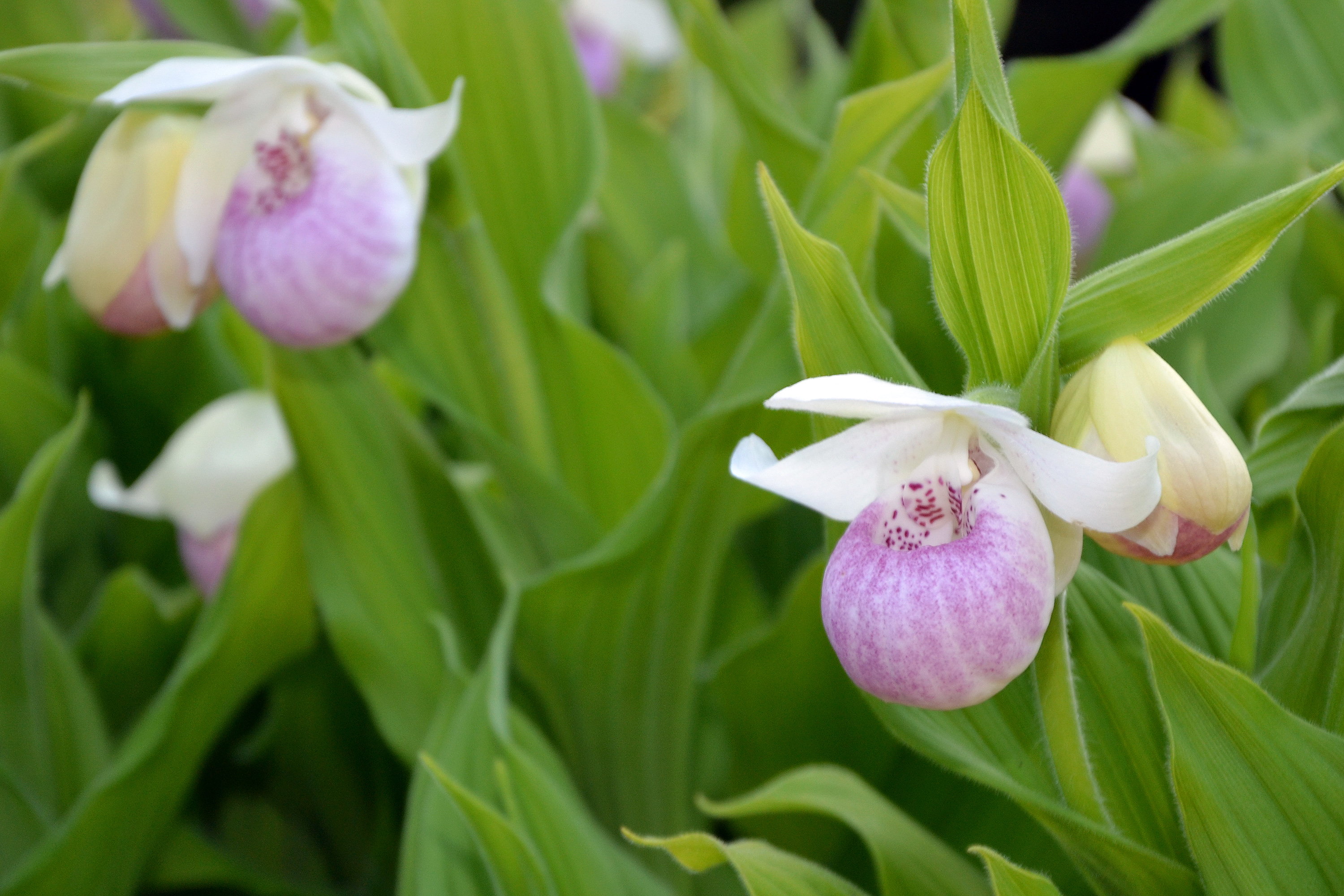 Slipper orchid, Bloom, Hybridisation, Temperate, Sweden, HQ Photo