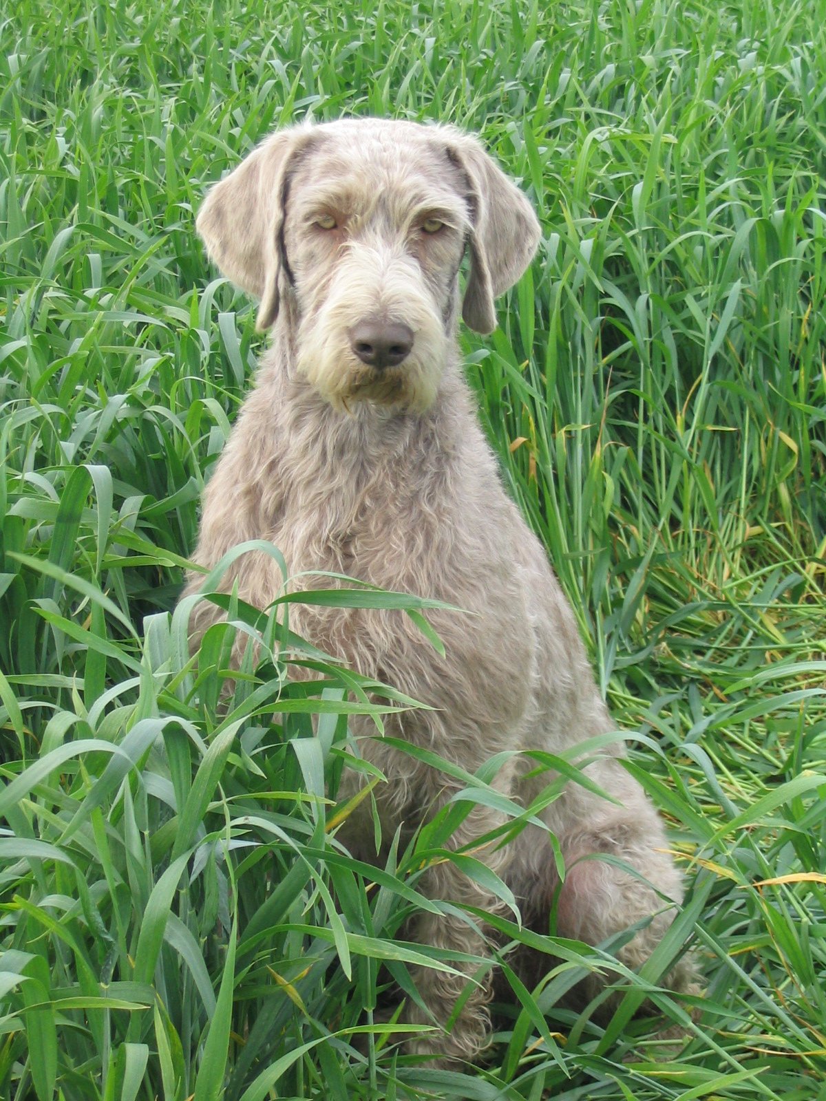 Slovak Rough-haired Pointer - Wikipedia
