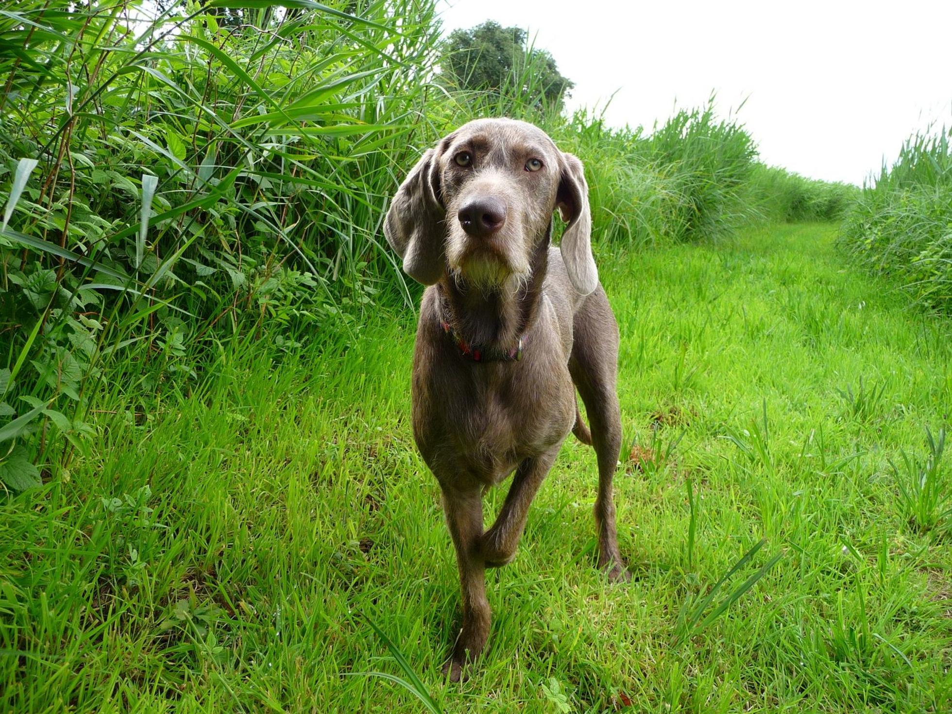 Slovakian Rough-haired Pointer dog photo and wallpaper. Beautiful ...