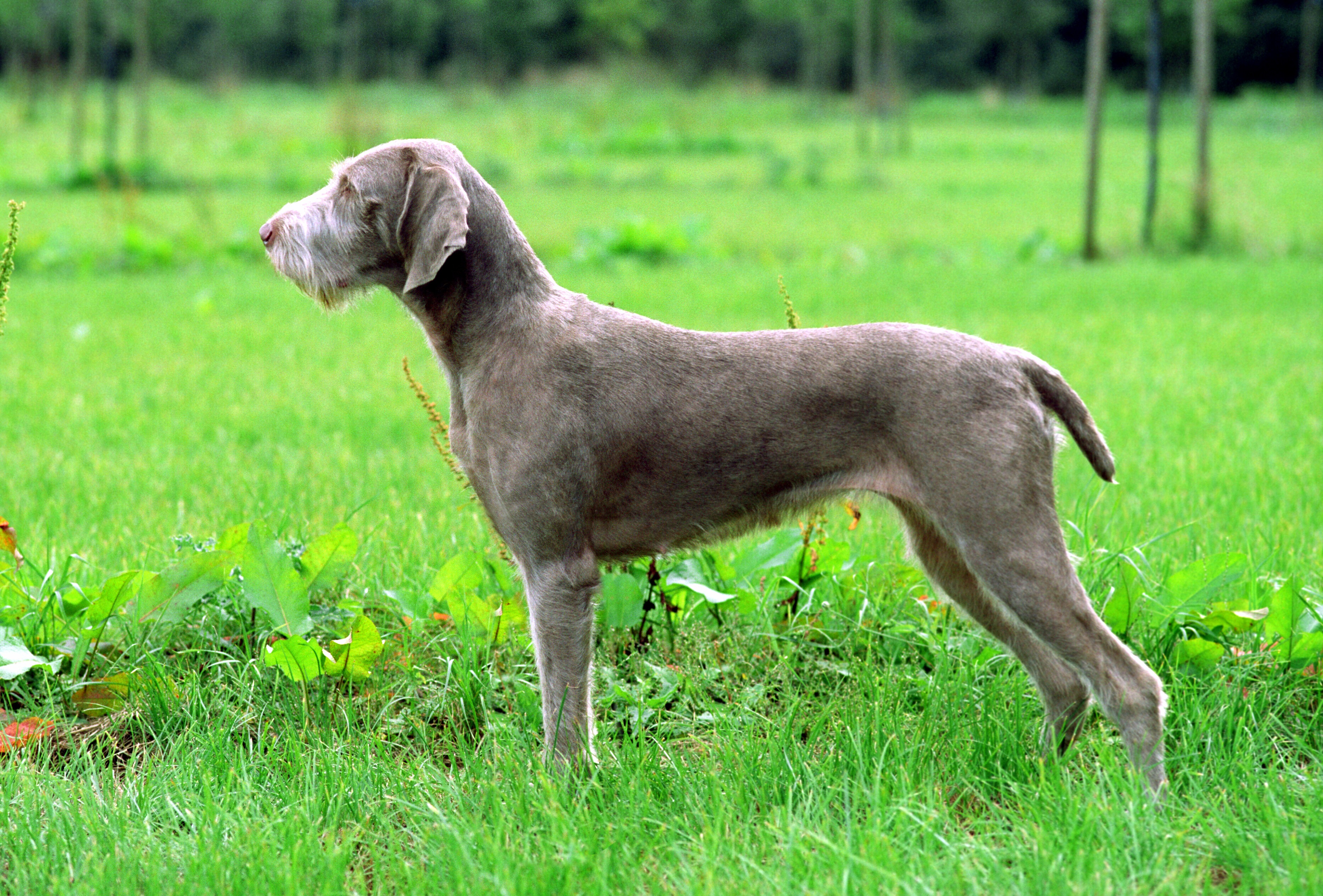 Wire-haired Slovakian Pointer – wds2018