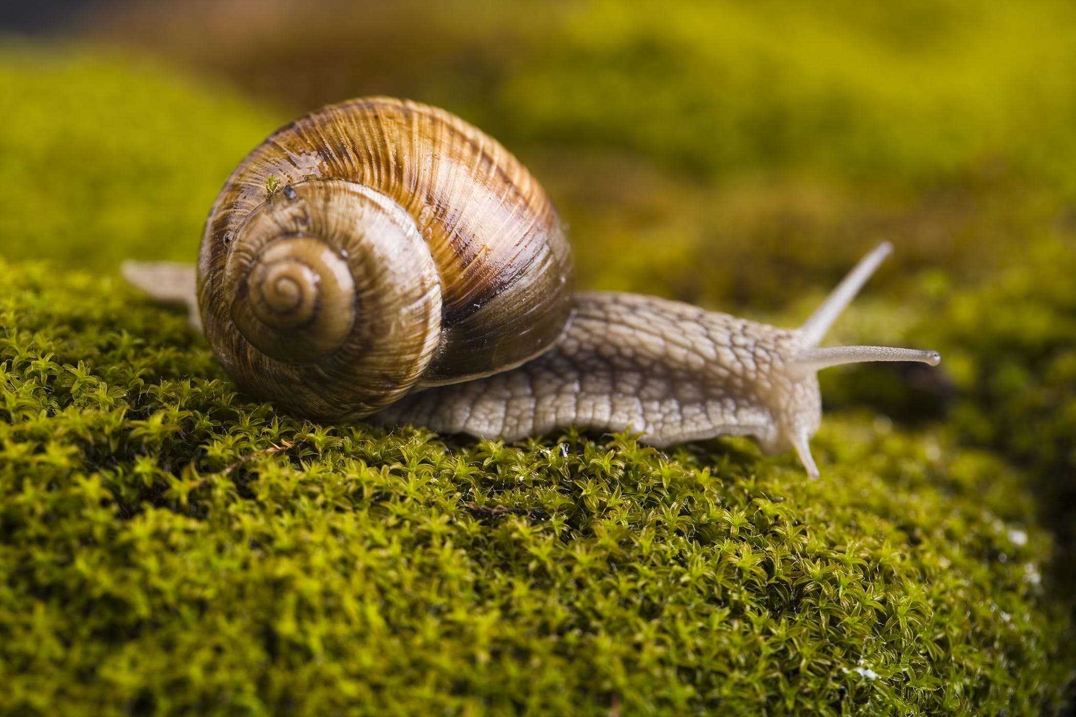 Slug and Snail Bait Poisoning in Dogs - Symptoms, Causes, Diagnosis ...