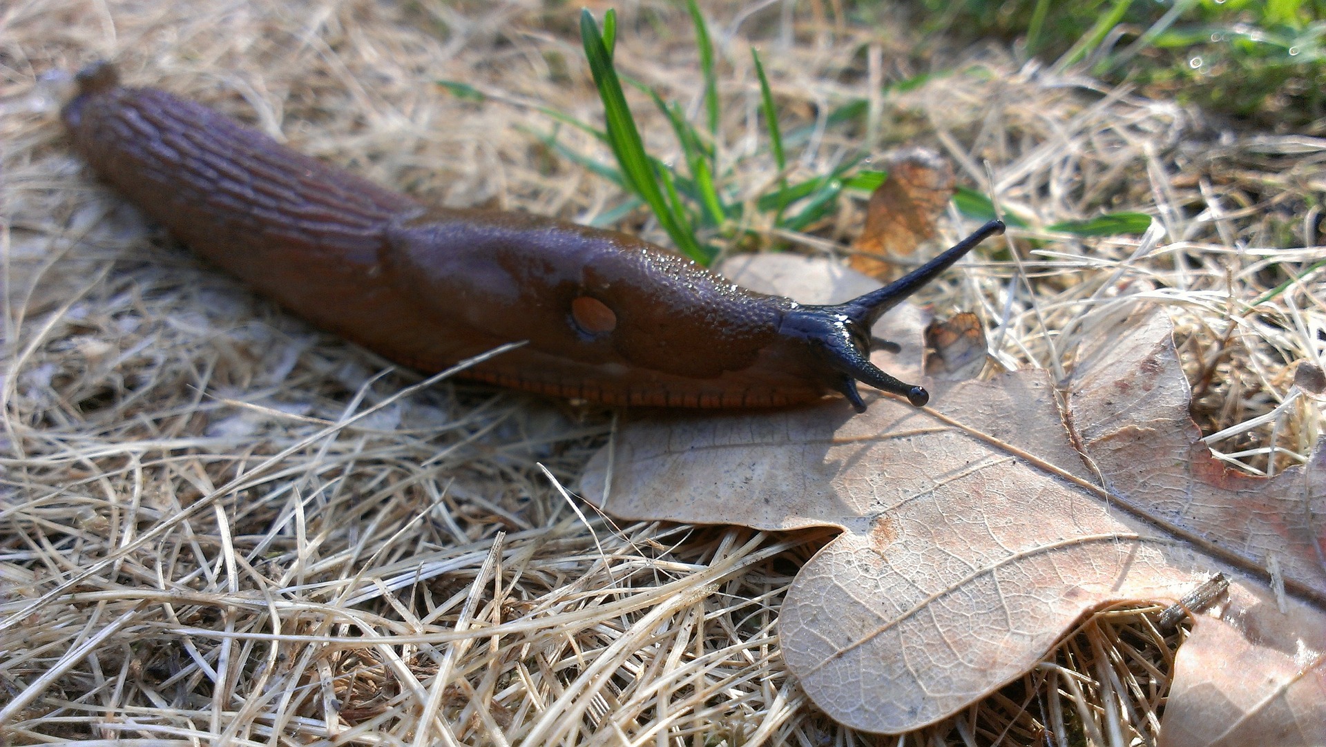 Slugs: Identifying, Controlling, and Getting Rid of Garden Pests ...