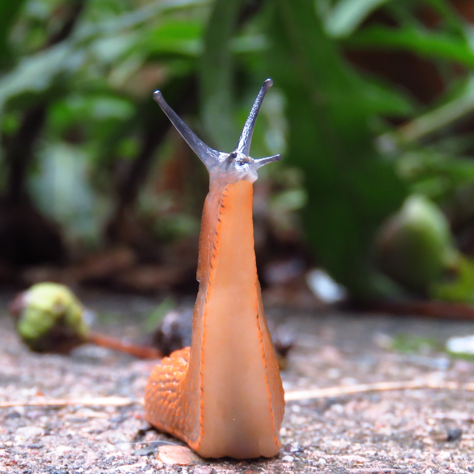 BugBlog: Slug standing up