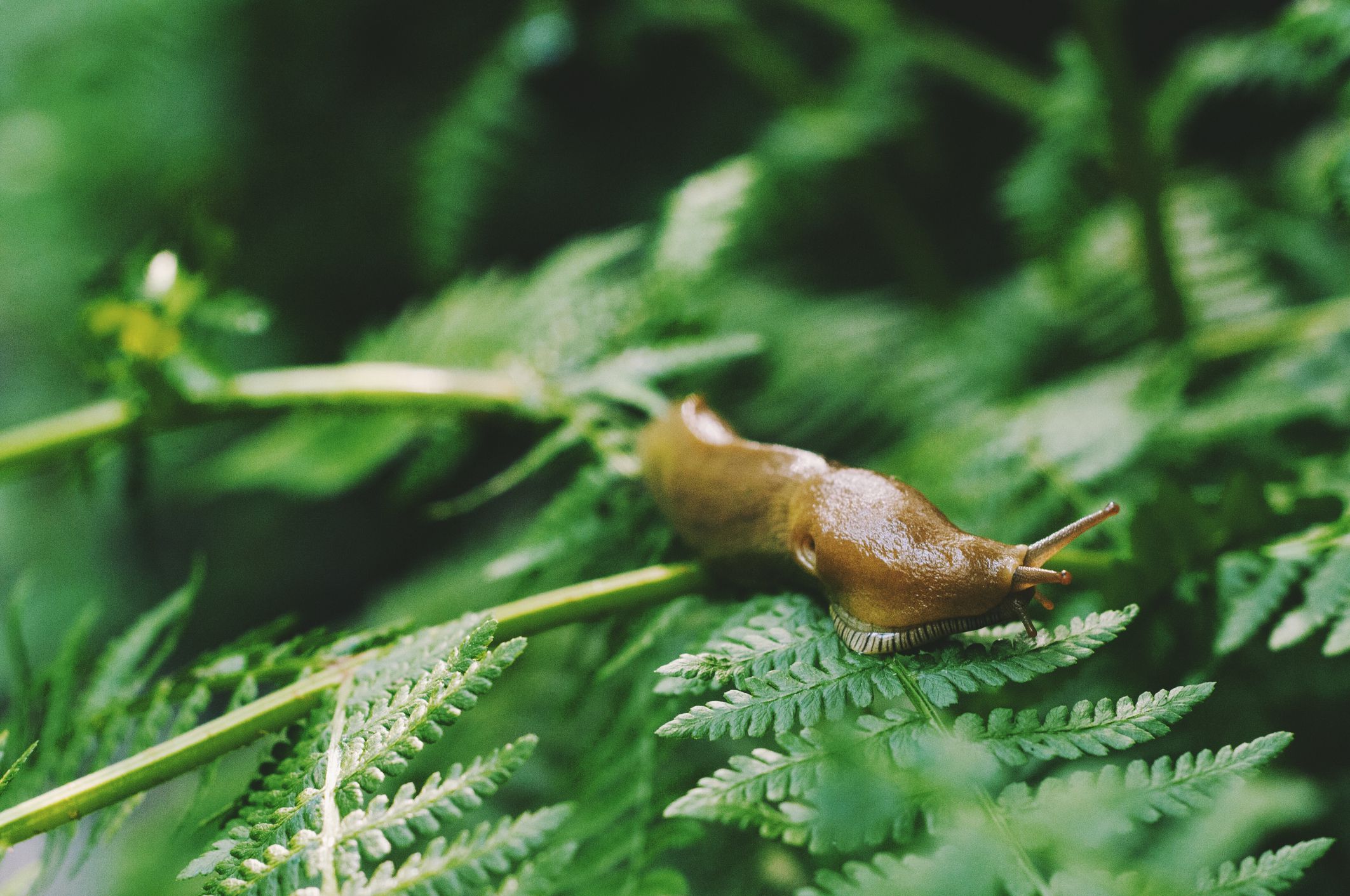 How To Stop Slugs - Prevent Slugs From Eating Plants In Your Garden