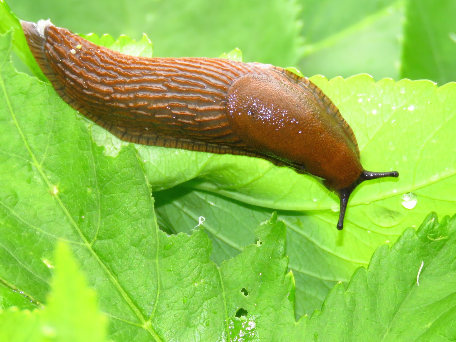 BugBlog: A Slug day