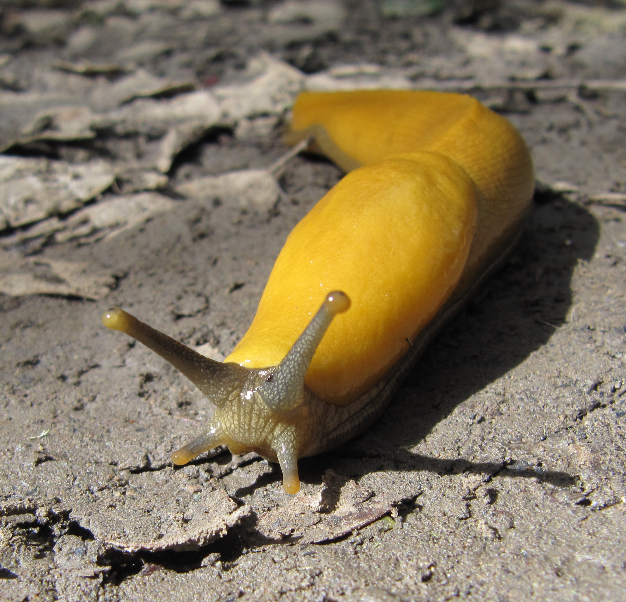Banana Slug – Friends of Edgewood