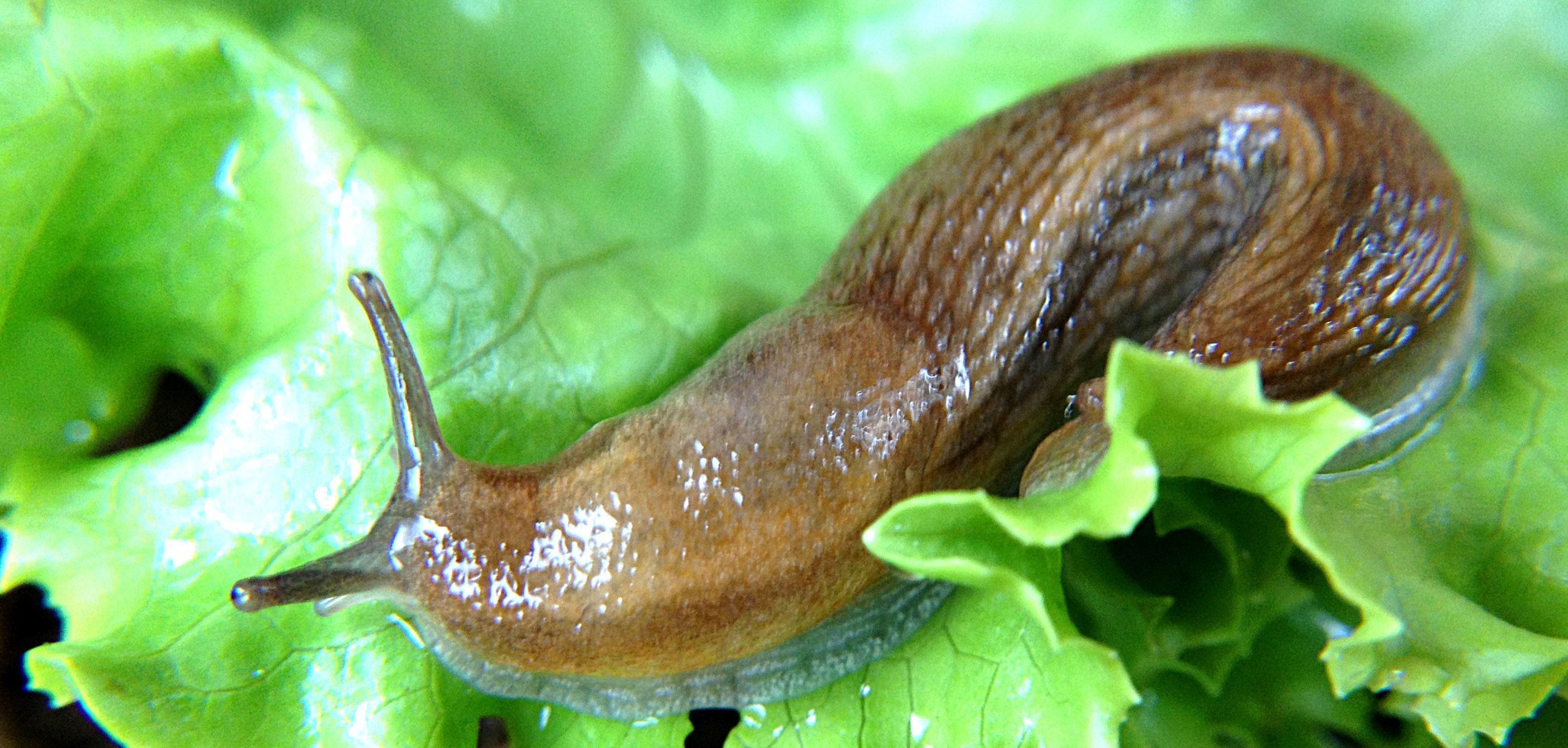 12 Organic Ways to Keep Your Garden Free of Slugs