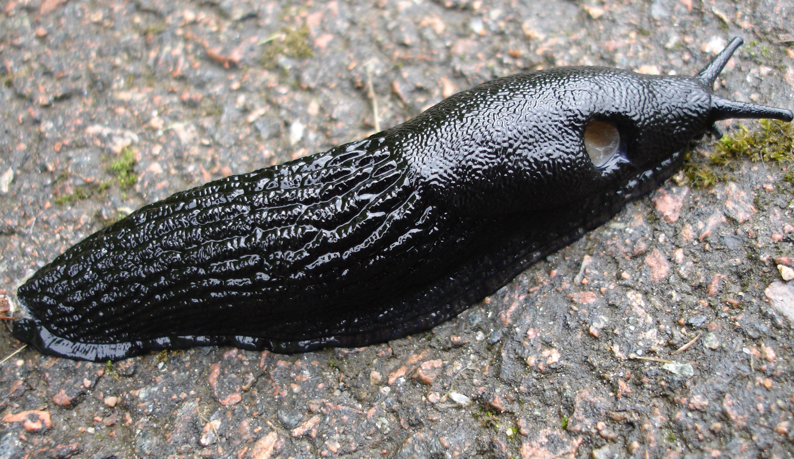 Wikipedia:Featured picture candidates/Black slug - Wikipedia
