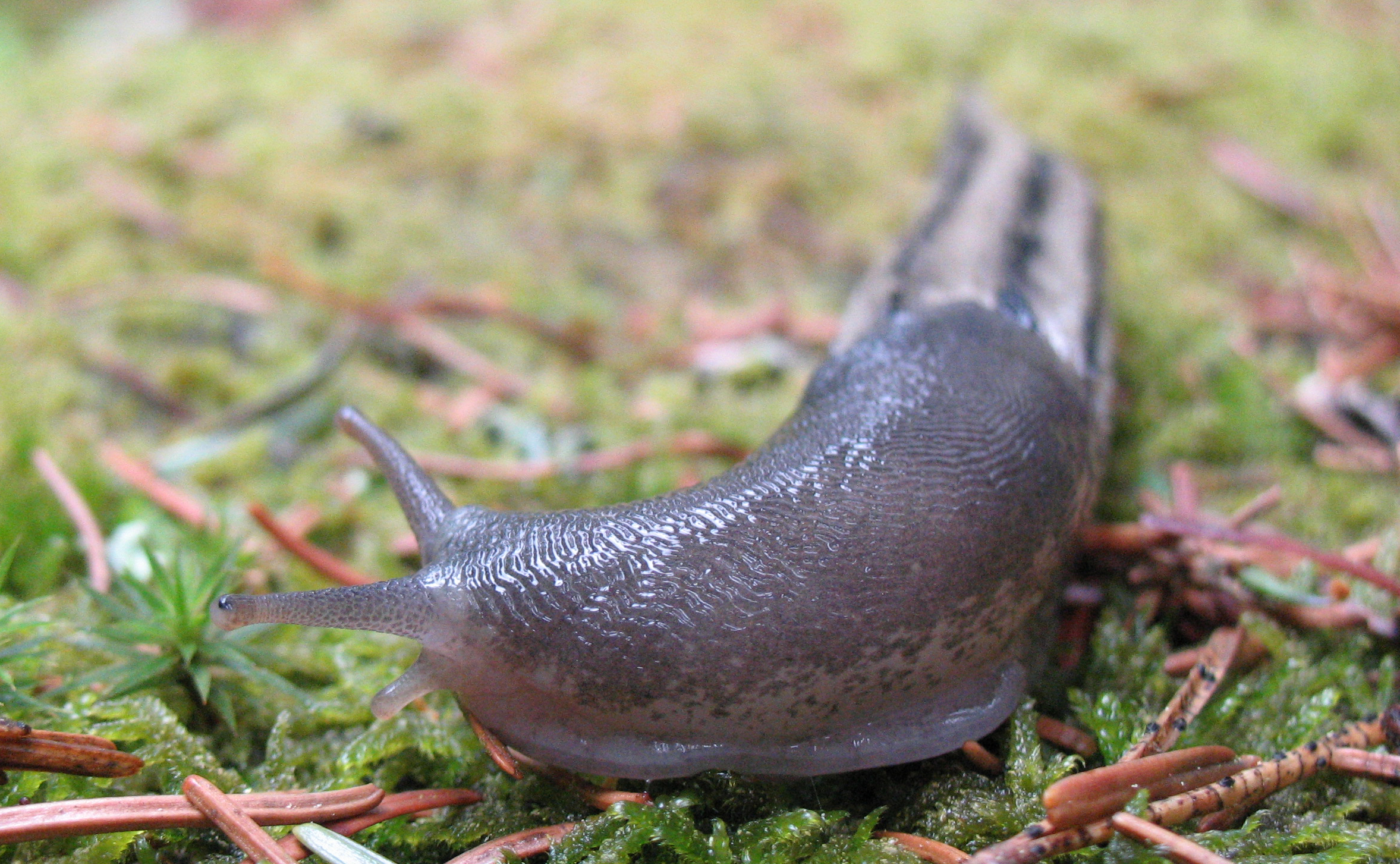 Ash-black slug | Buglife