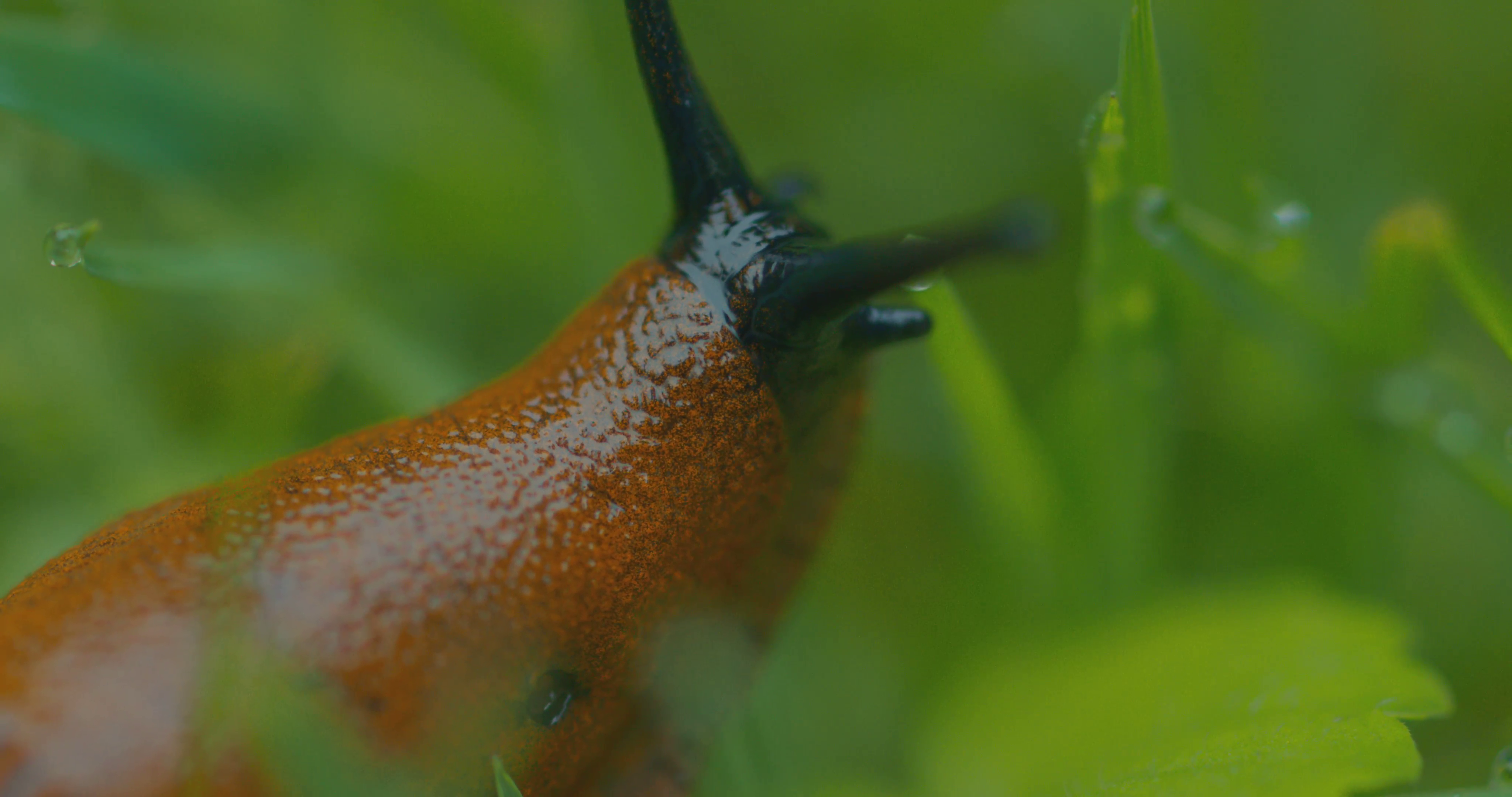Slug close-up in grass macro lens Stock Video Footage - Videoblocks