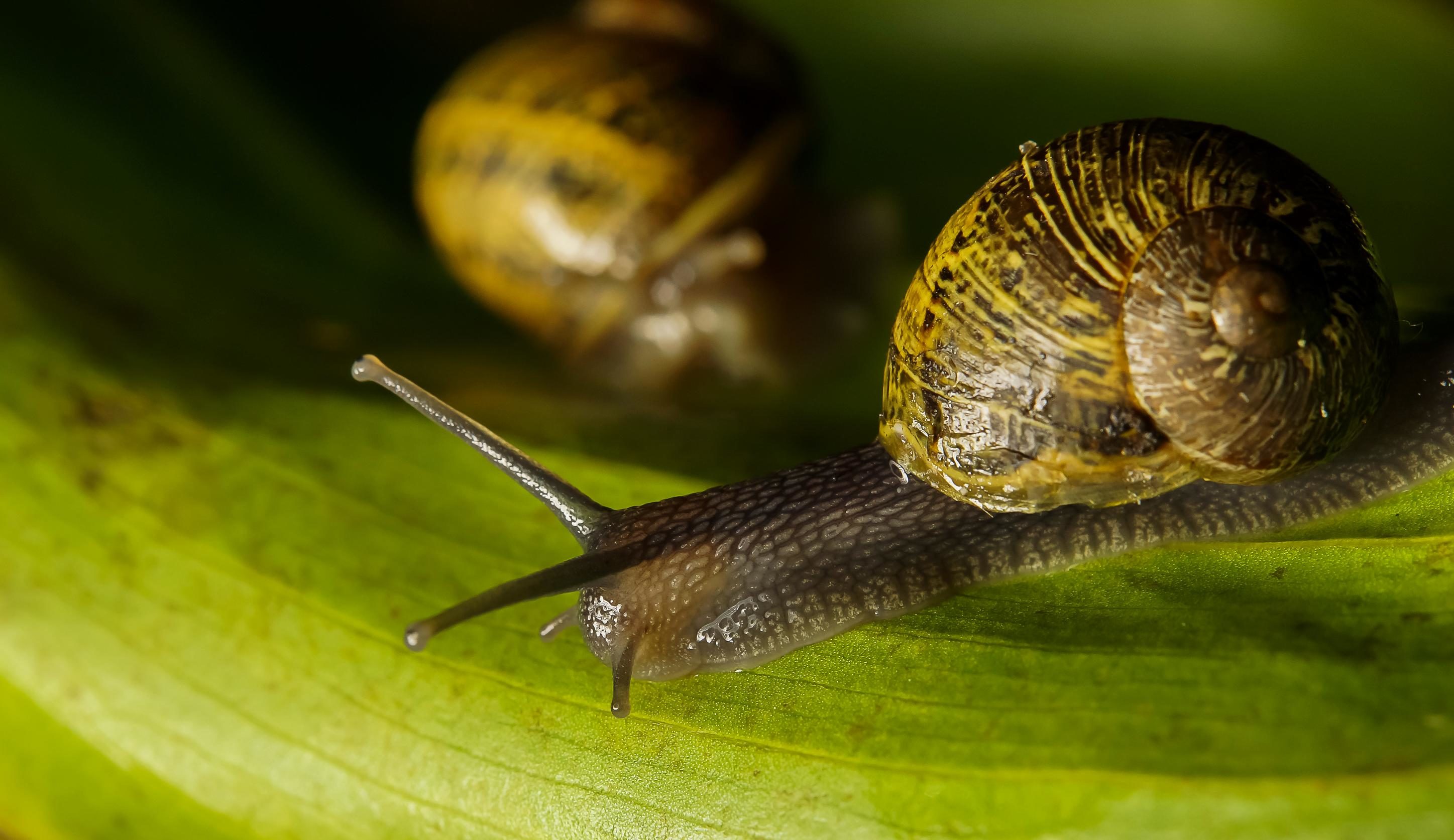 Free picture: snail, gastropod, invertebrate, macro, animal, slug, slime