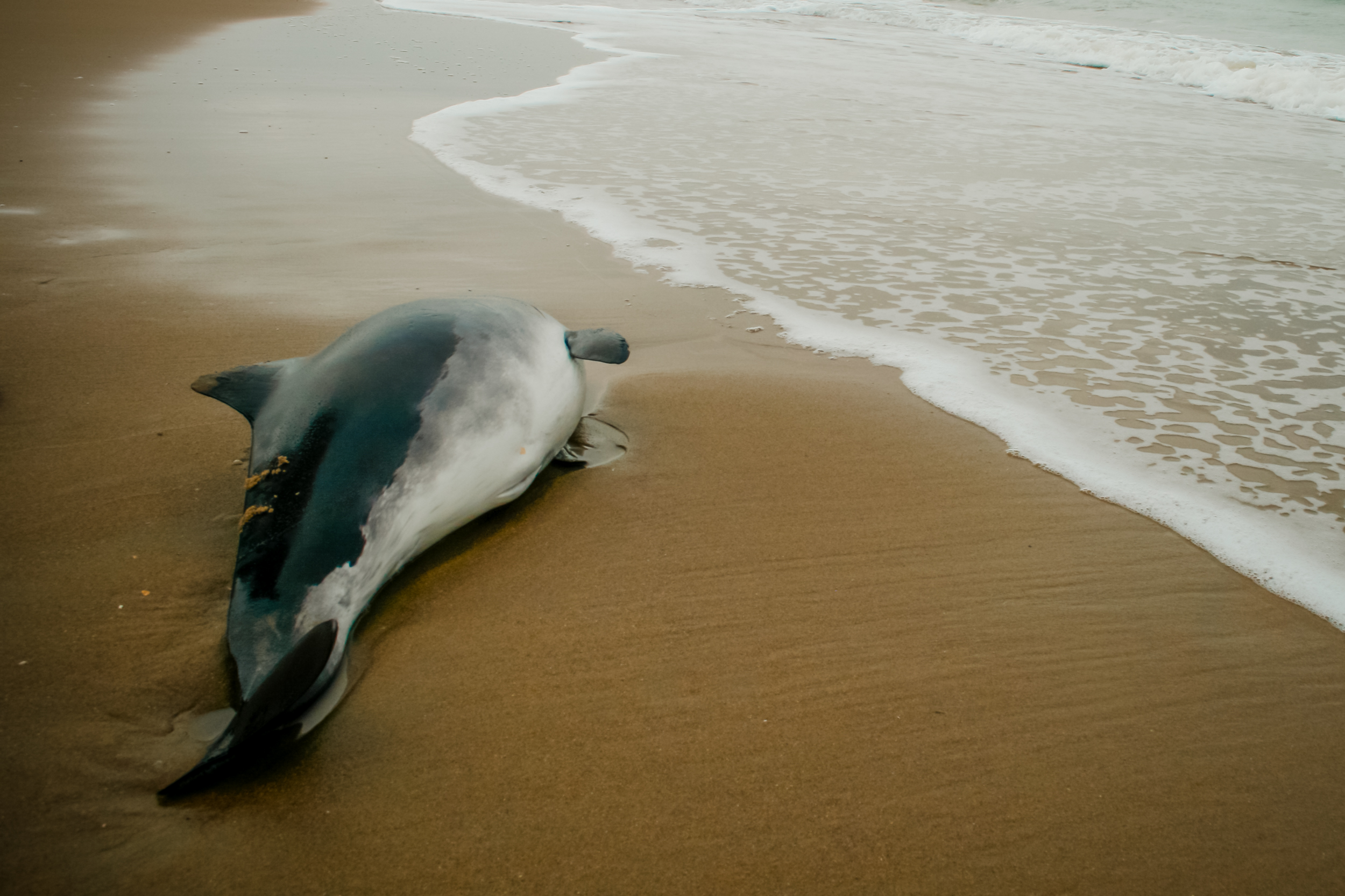Small beached whale dolphin photo