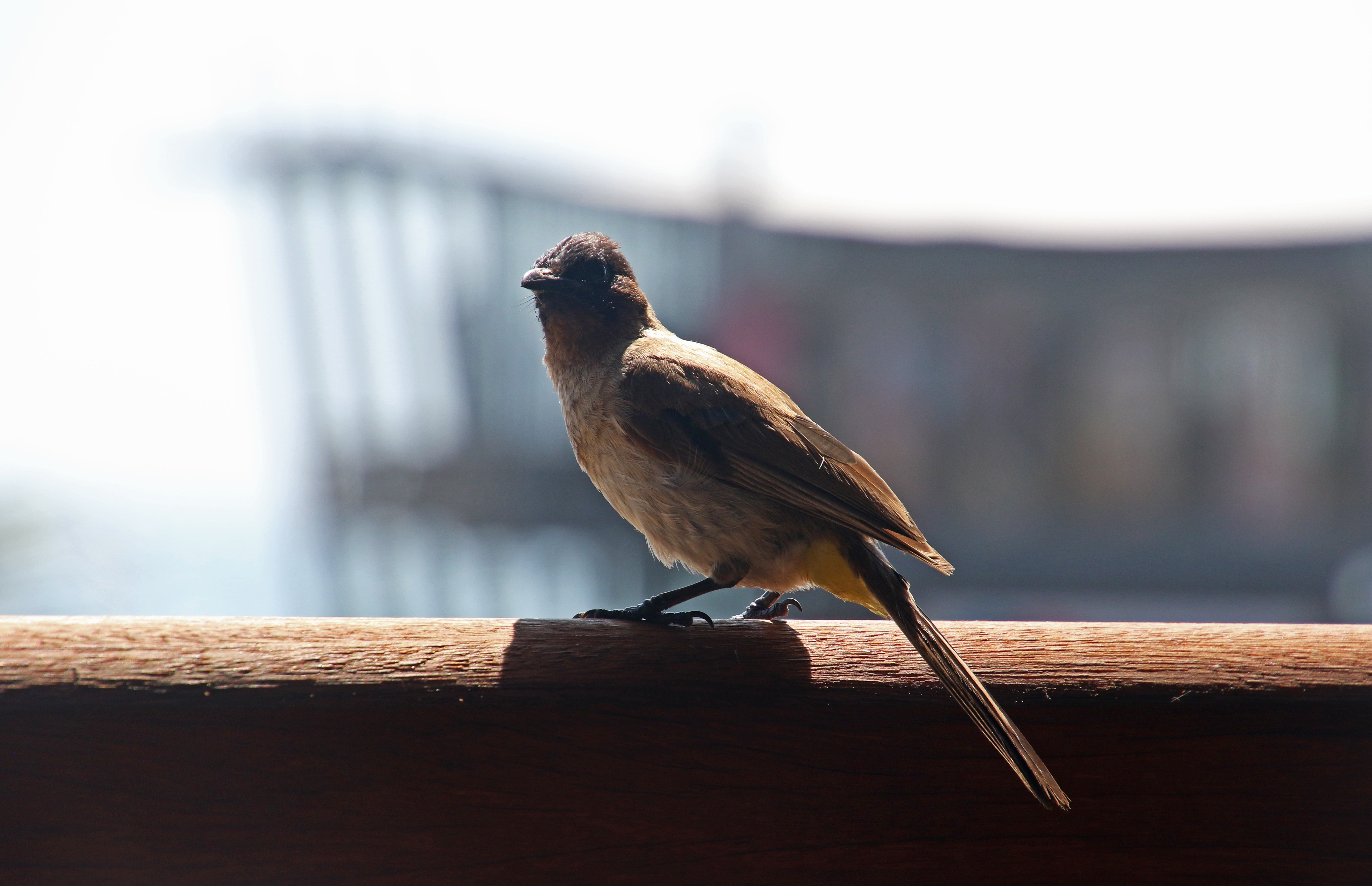 Small bird on the beach pier photo