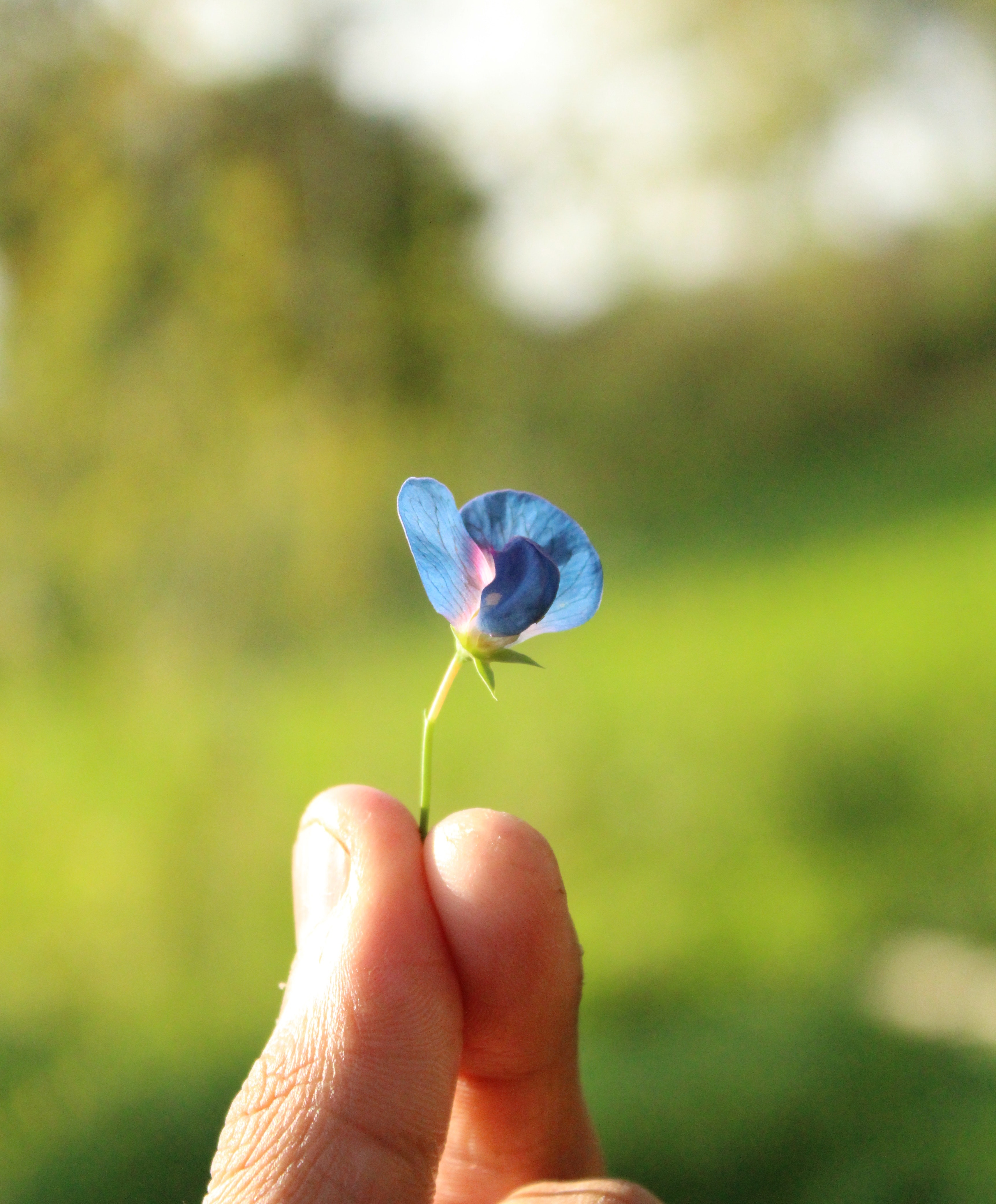 Small blue petaled flower held by person's fingers photo