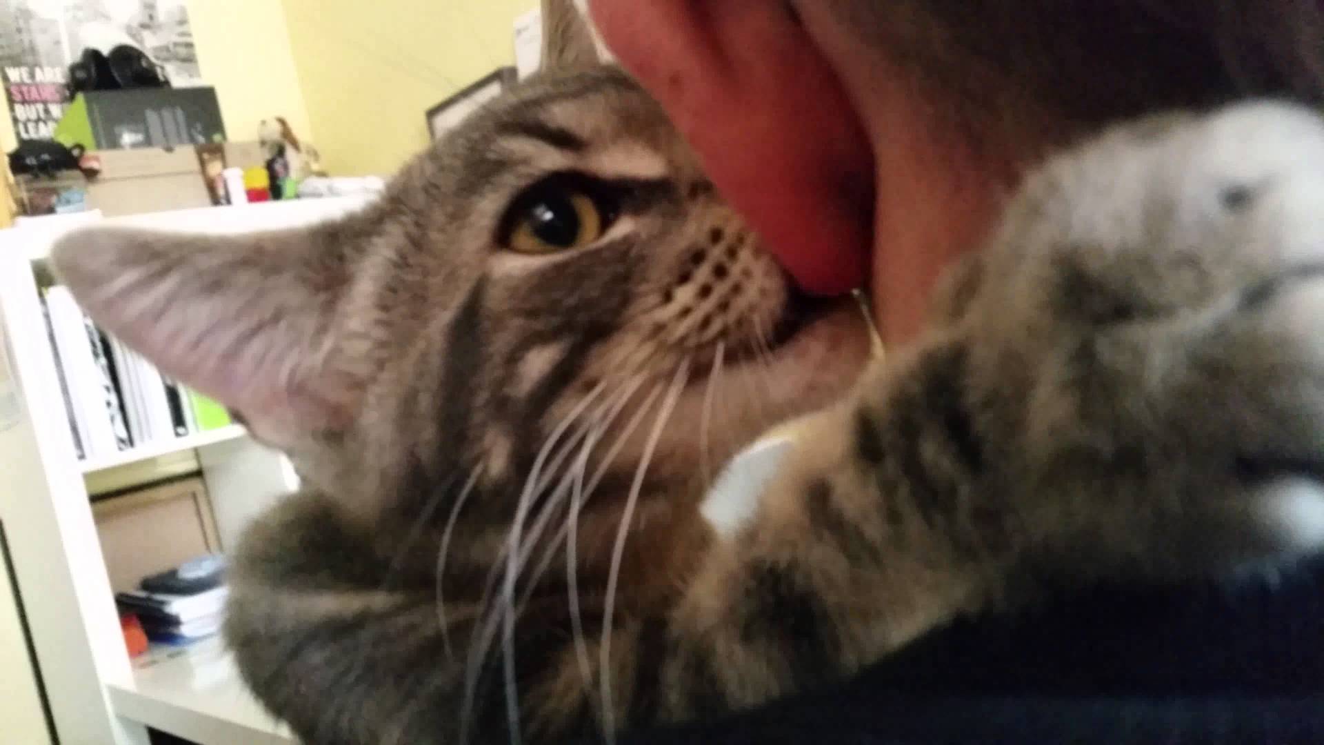 Cat sucking my ear lobe - YouTube