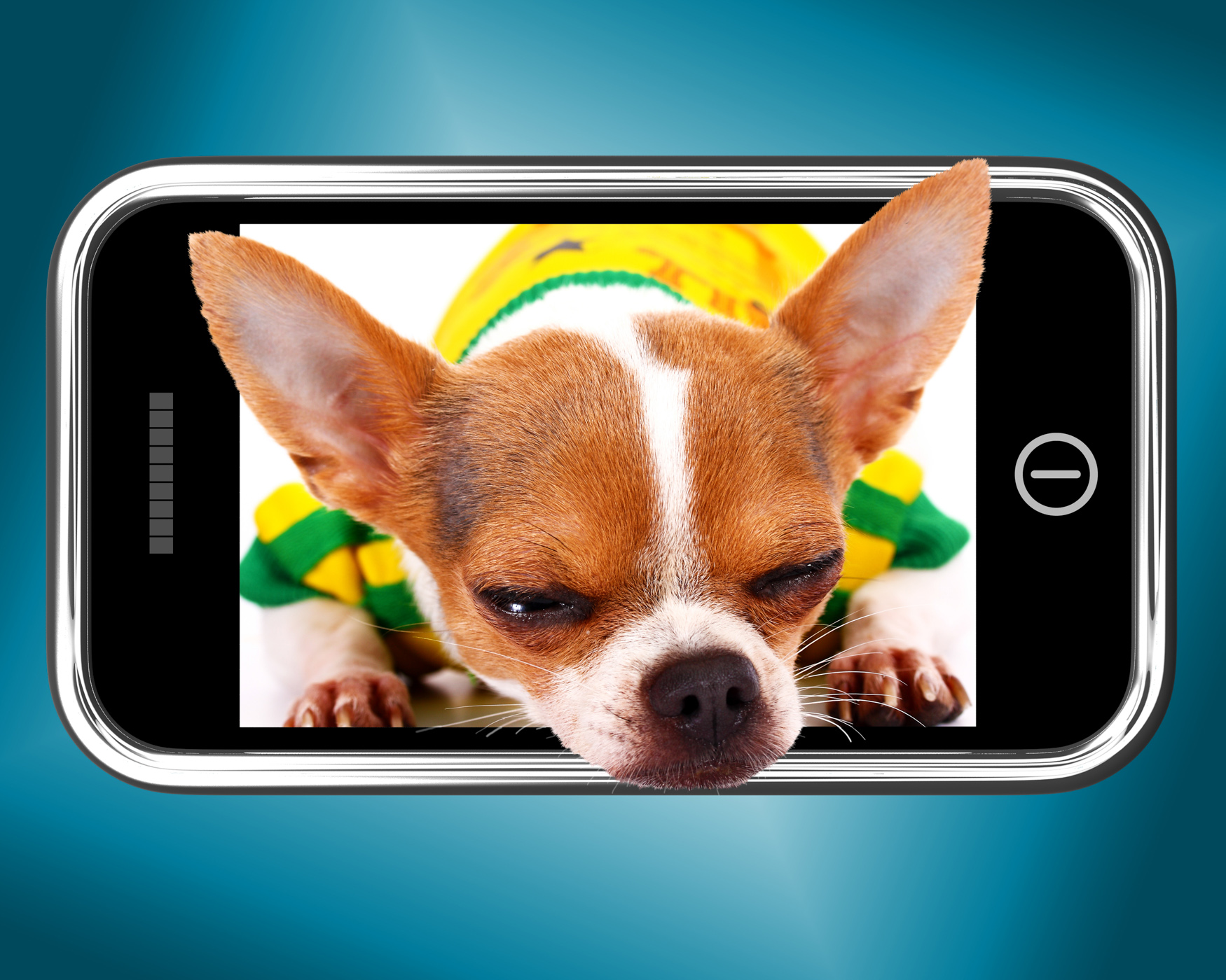 Small chihuahua dog photo on mobile phone
