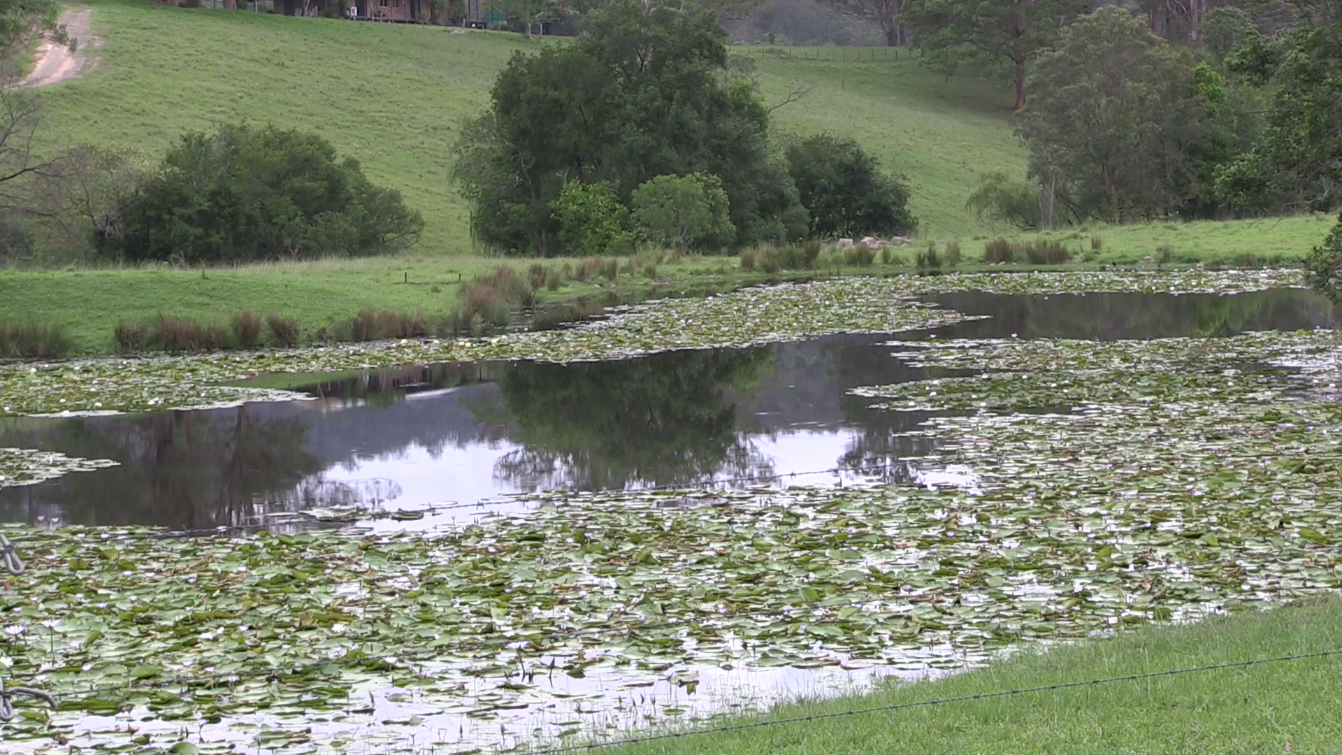 A small dam is growing waterlilies. Stock Video Footage - VideoBlocks