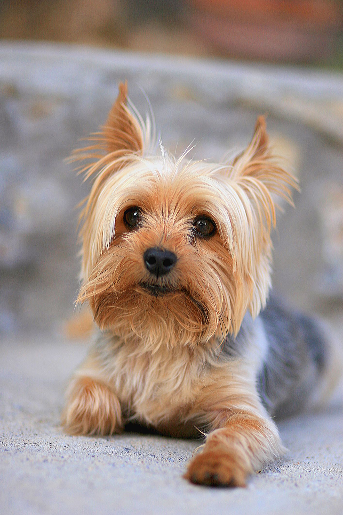 35 Best Small Dog Breeds - List of Top Small Dogs with Pictures