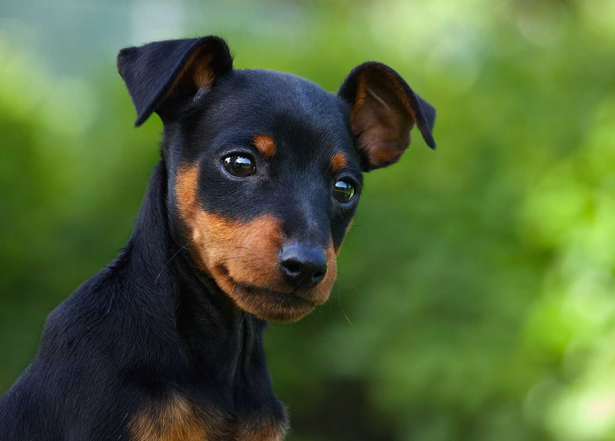 breeds of small dogs. best small dog breeds list of top small dogs ...