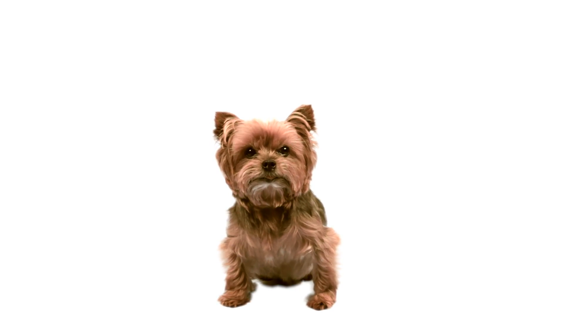 Small Dog Sitting With White Background Stock Video Footage ...