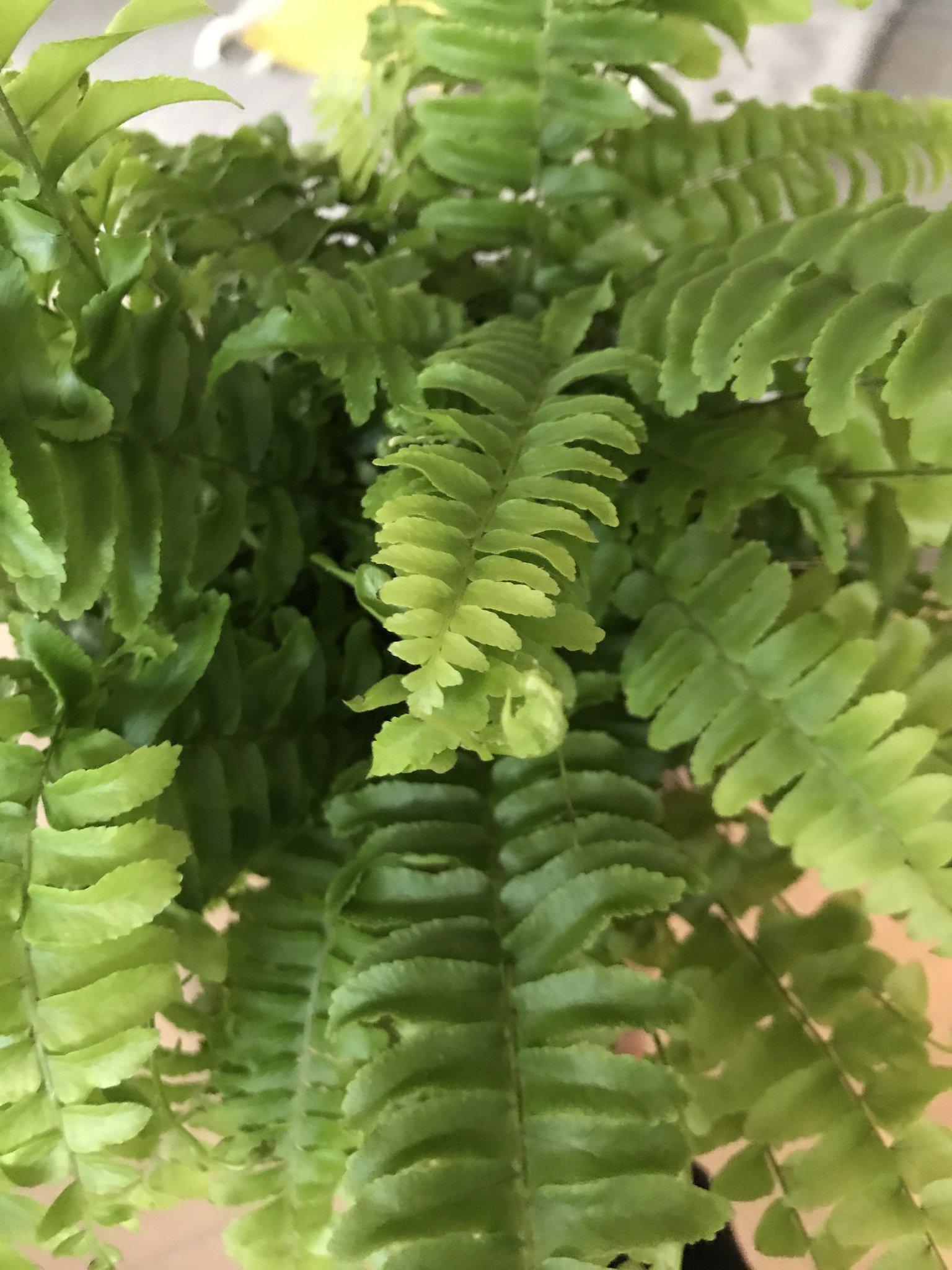 Boston Fern small – Folia Planting