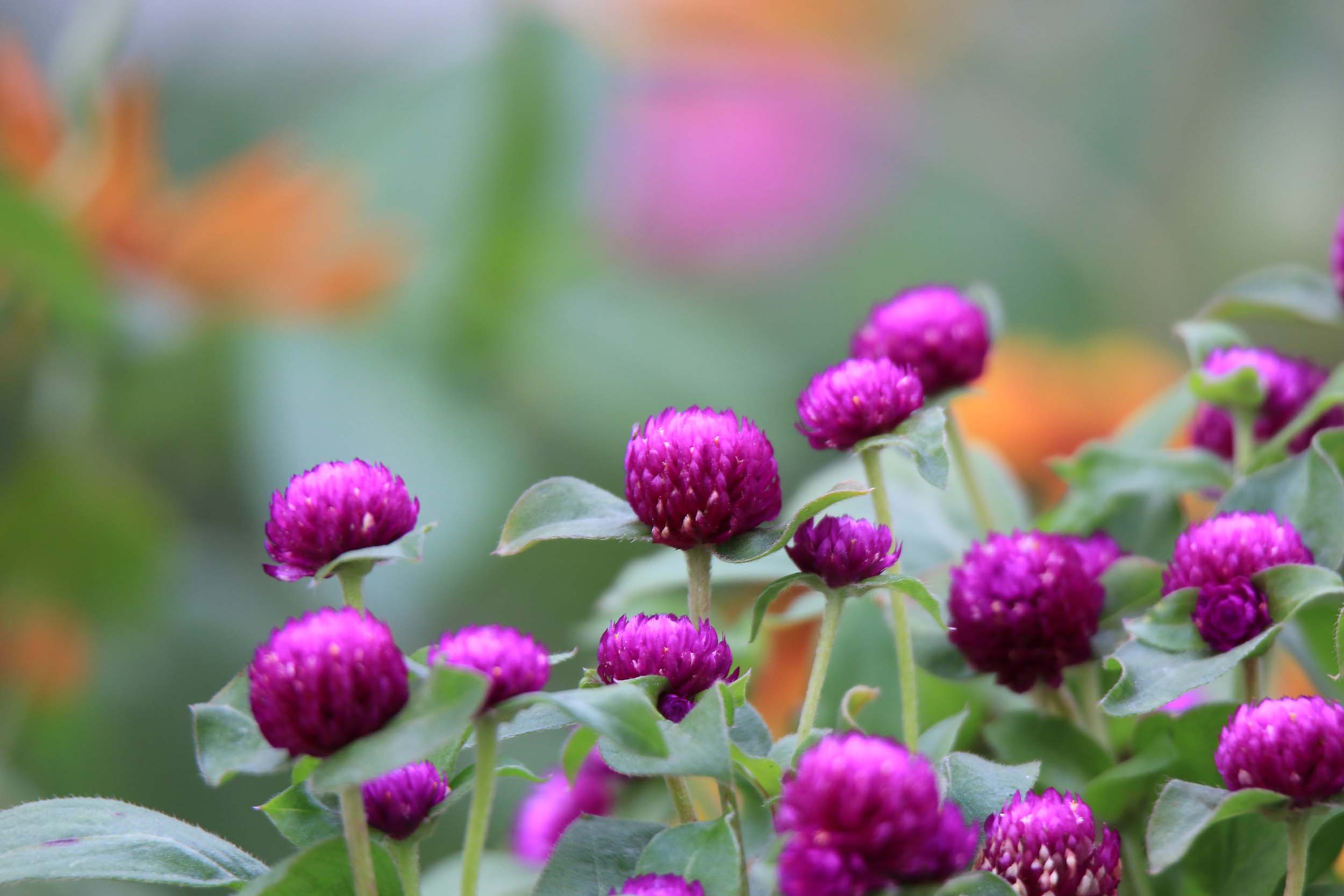 Small Purple Flowers | Kopel Photography