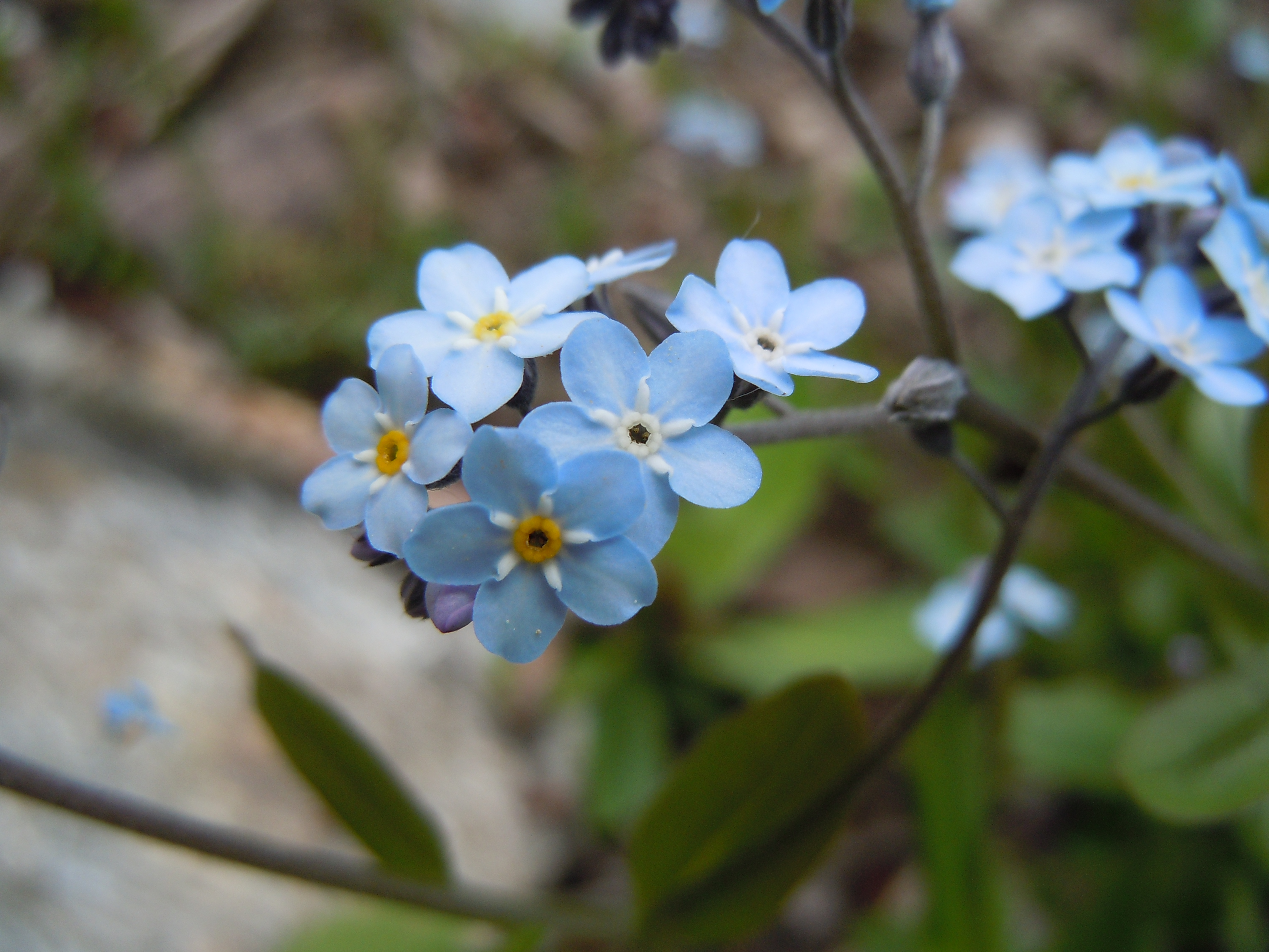 File:Romanian Flora - Wild blue small flower 03.JPG - Wikimedia Commons