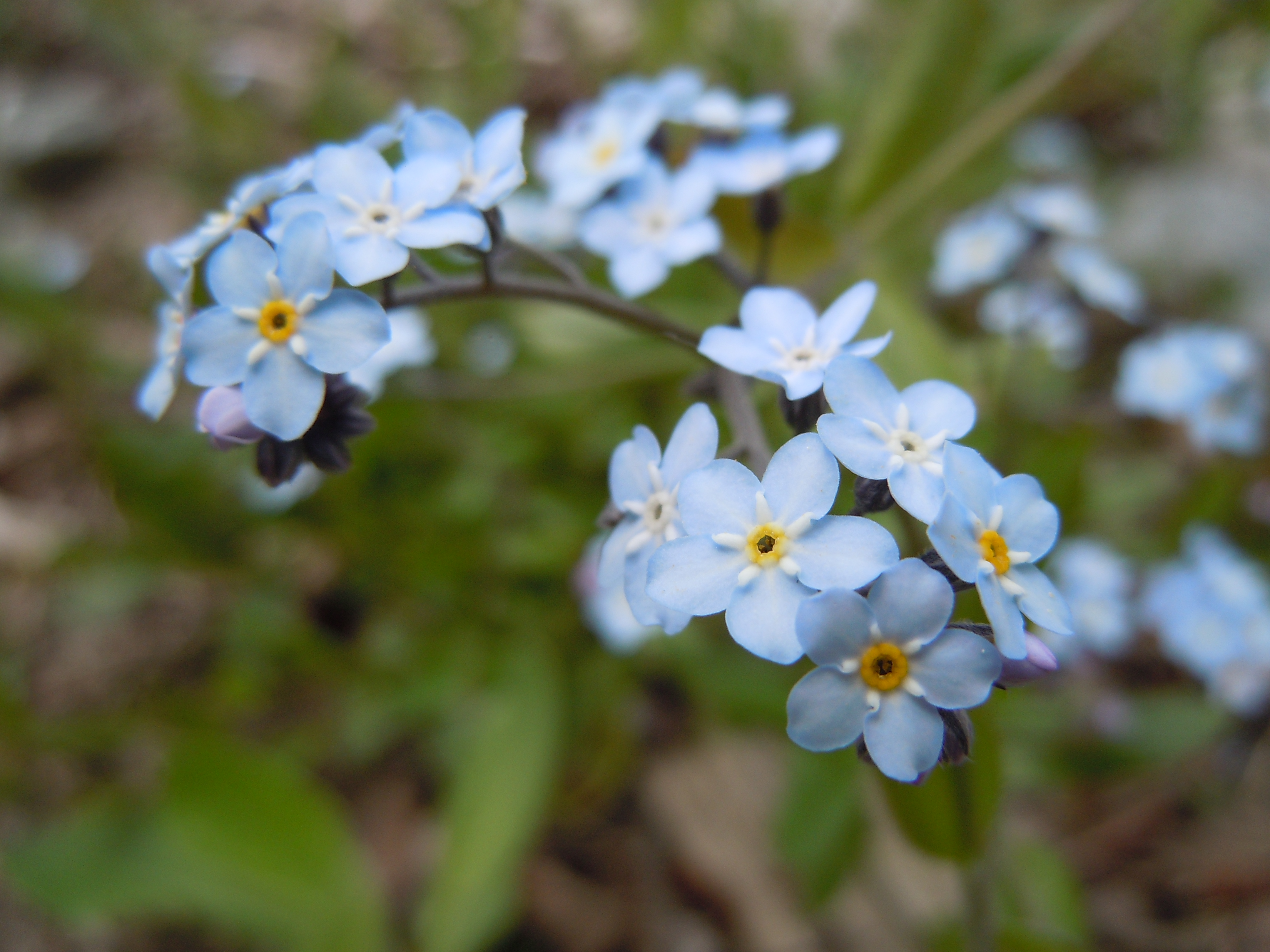 File:Romanian Flora - Wild blue small flower 01.JPG - Wikimedia Commons