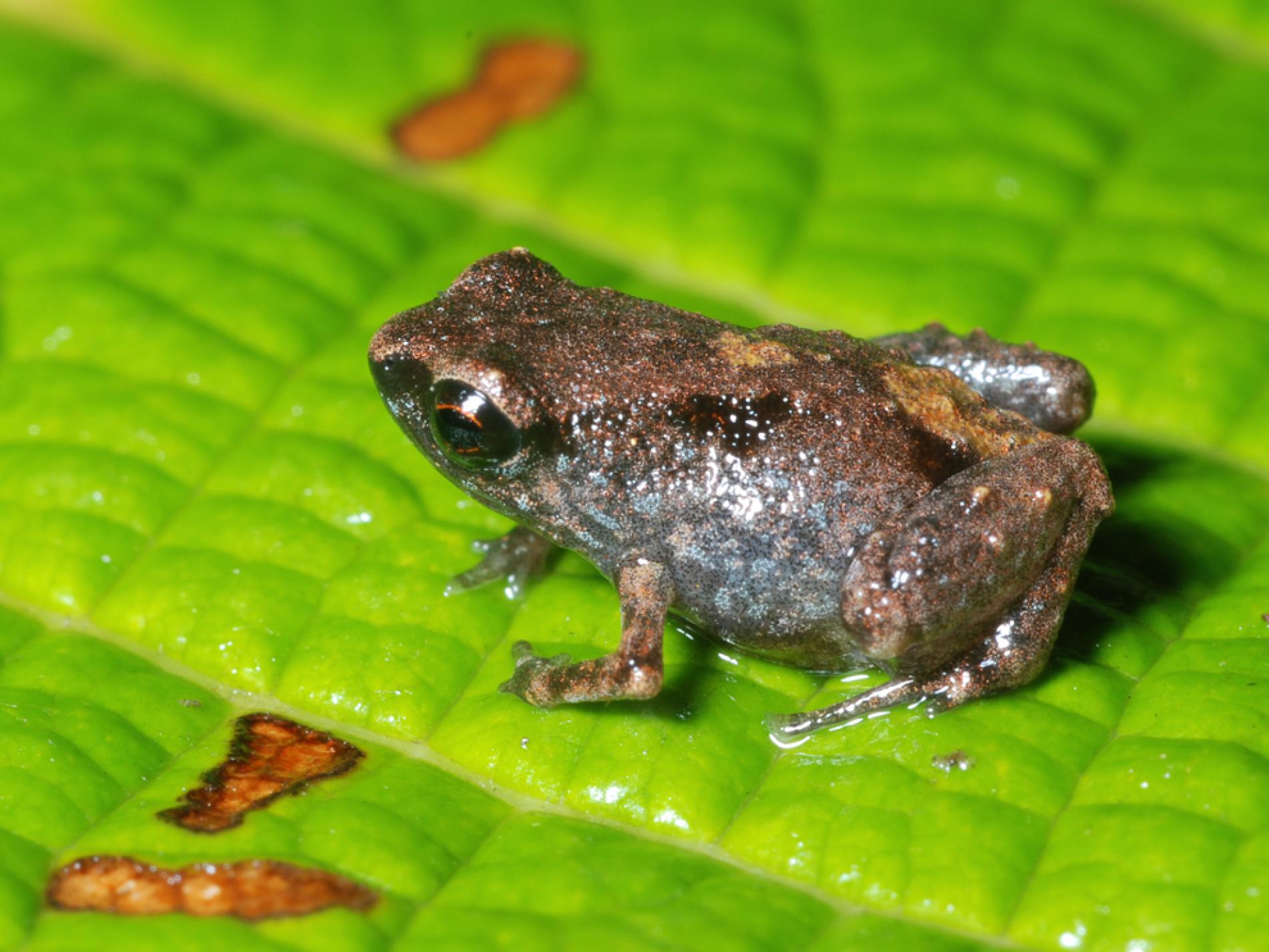 Smallest Frogs Found—Each Tinier Than an M&M