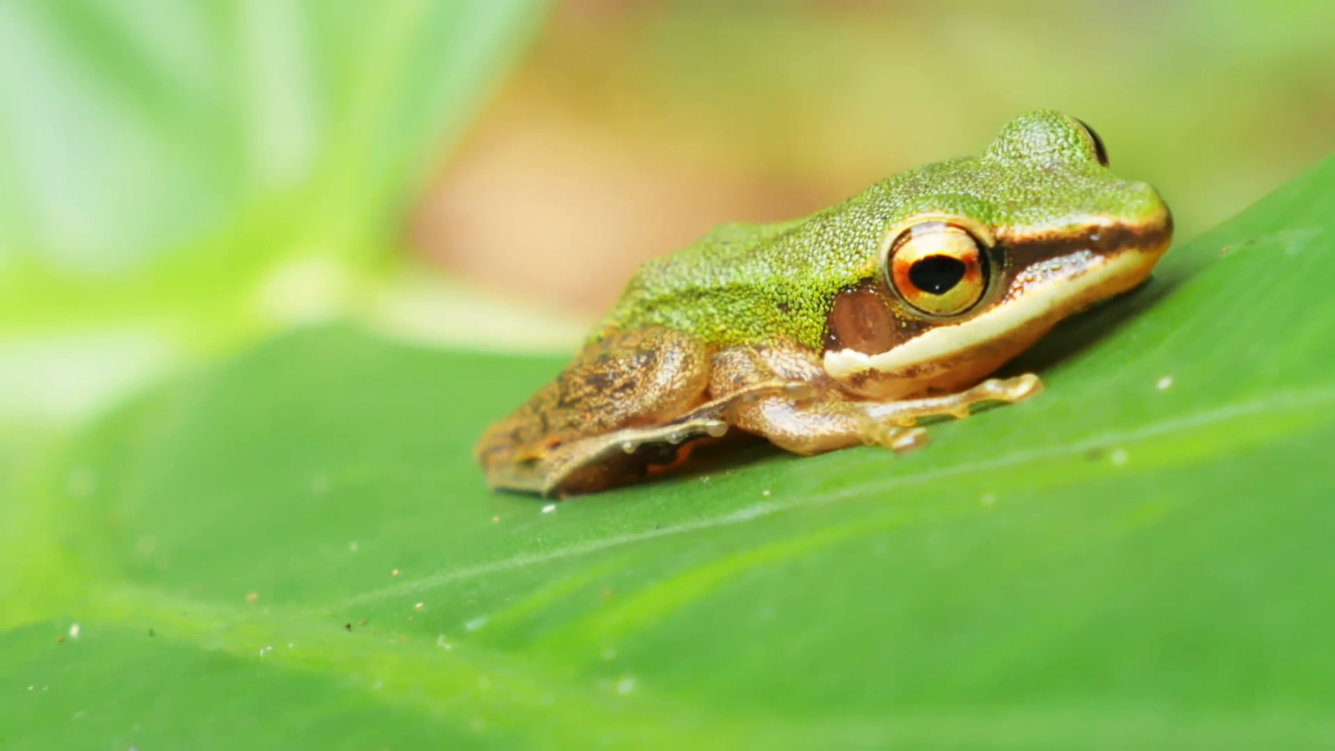 Small tropical frog on green leaf in jungle forest. Rainforest ...