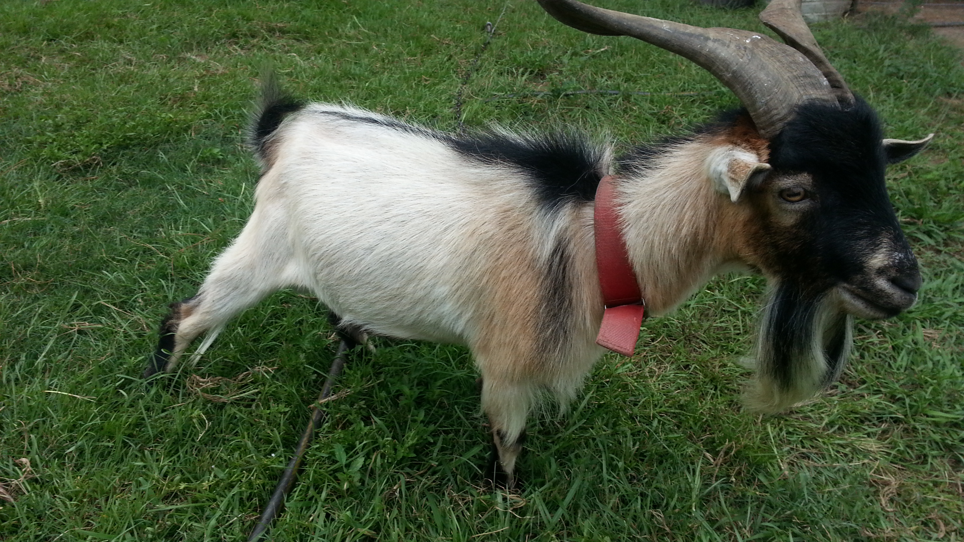 Small goat photo
