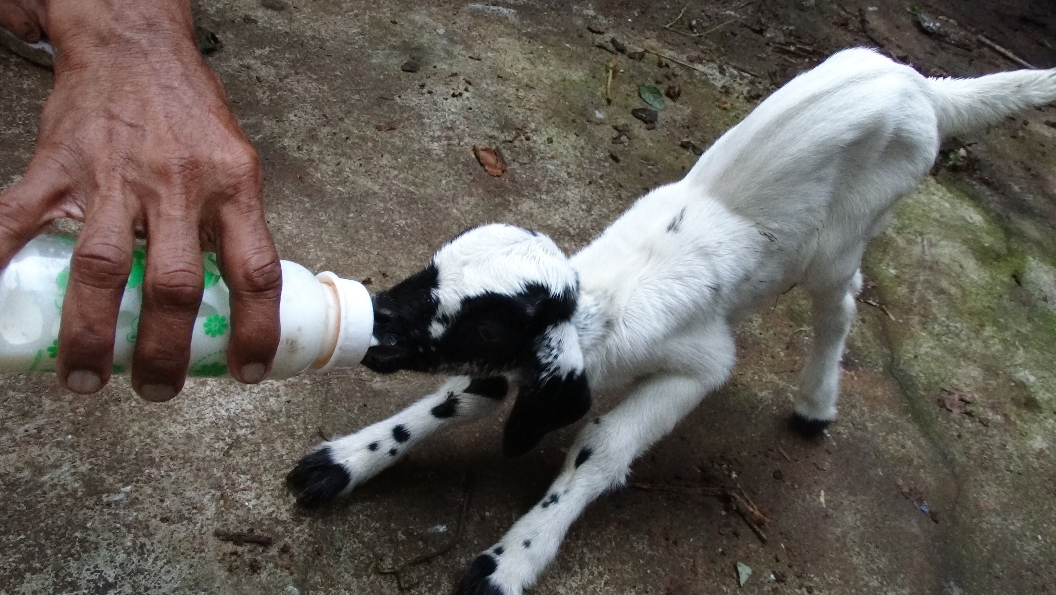 SMALL GOATS DRINK MILK FROM THE BOTTLE - YouTube