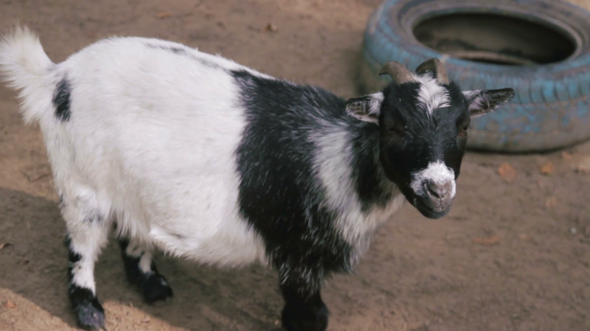 Small goat in the farm Stock Video Footage - VideoBlocks