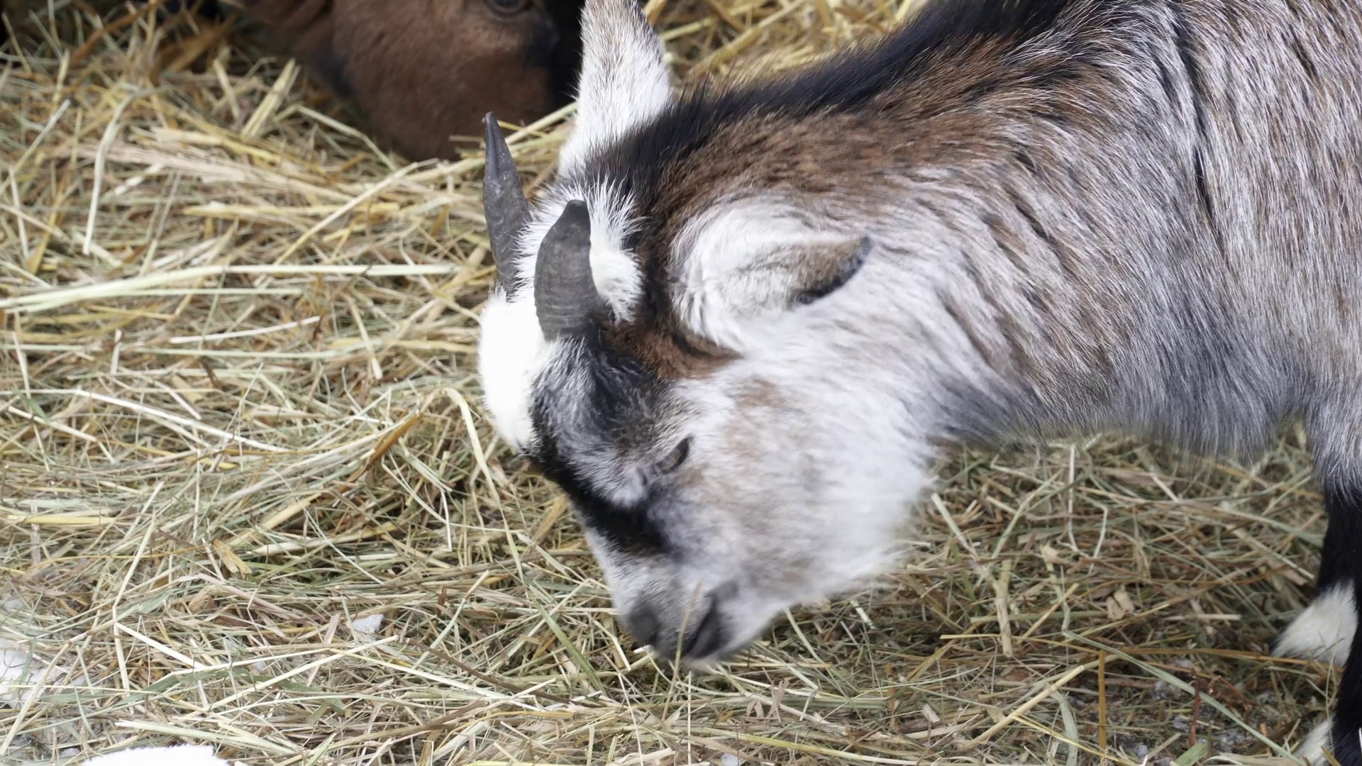 Closeup of small goats eating straw in the zoo Stock Video Footage ...