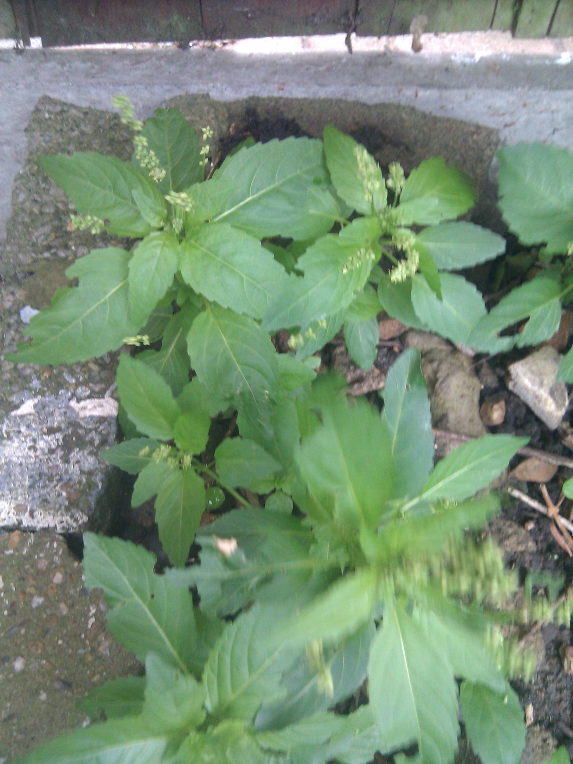 identification - What is this weed, found in UK, with serrated ...