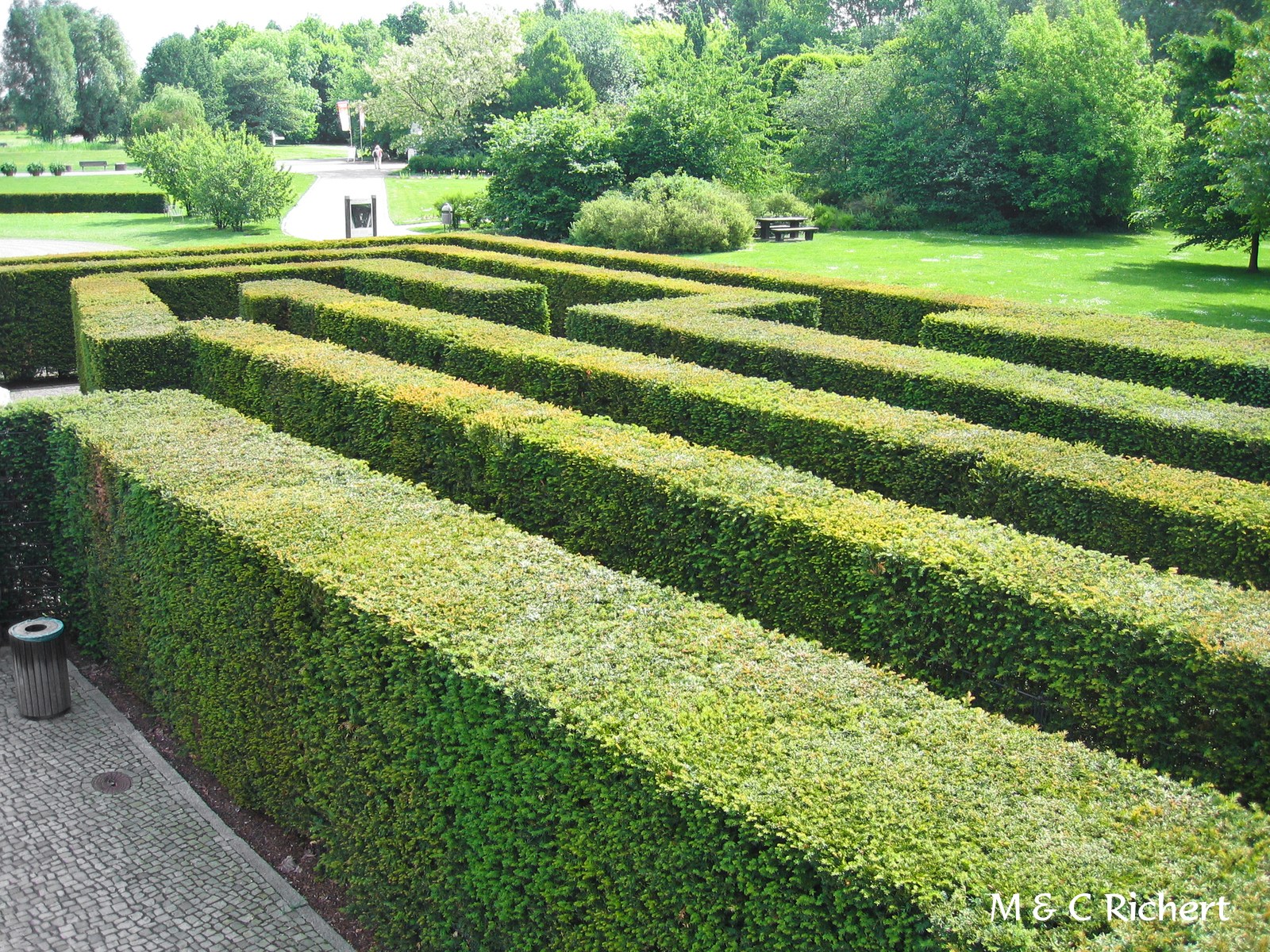 How to get Low Maintenance Hedges - PlantPlots