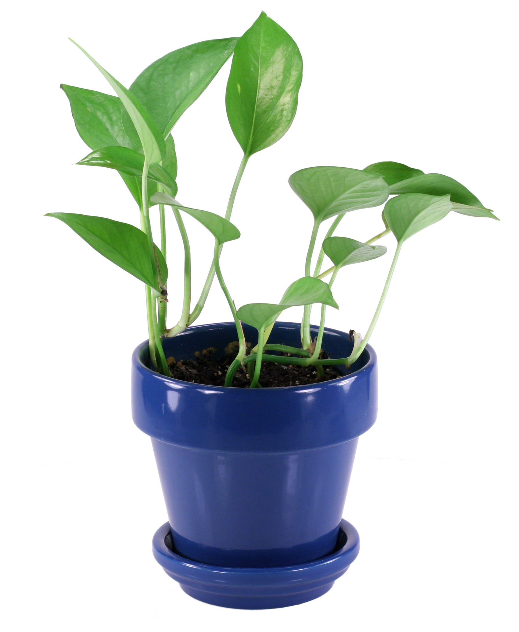 Free photo Small  House  Plant  Blue Ceramic Green 