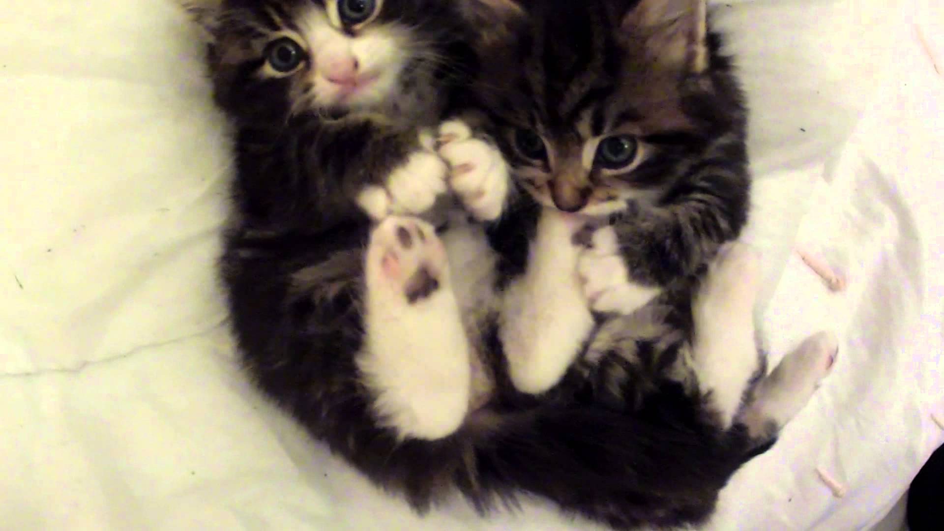 Cute Tabby Kitten's! (SMALL KITTENS) - YouTube