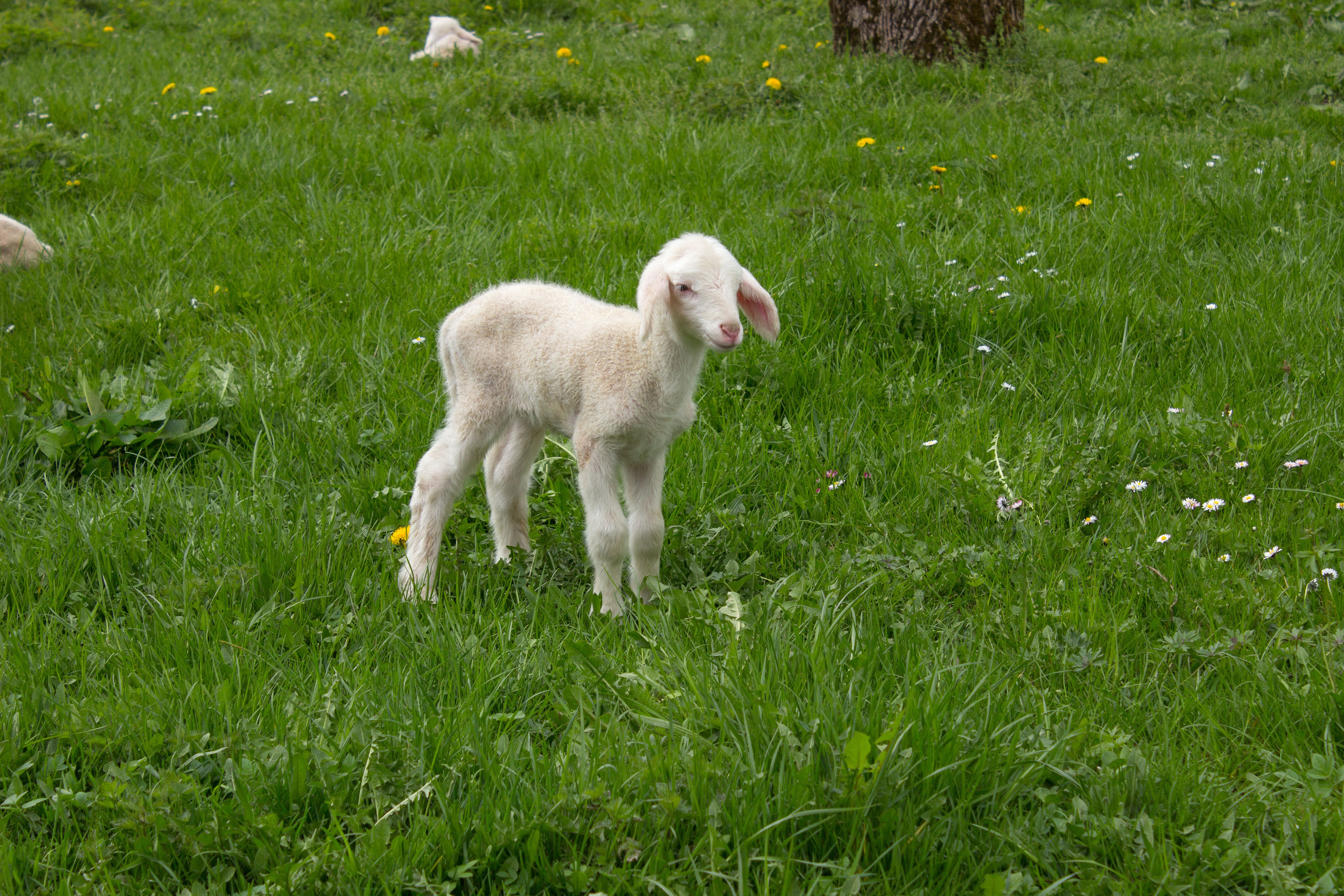 Free Images : grass, field, meadow, prairie, sweet, goat, spring ...