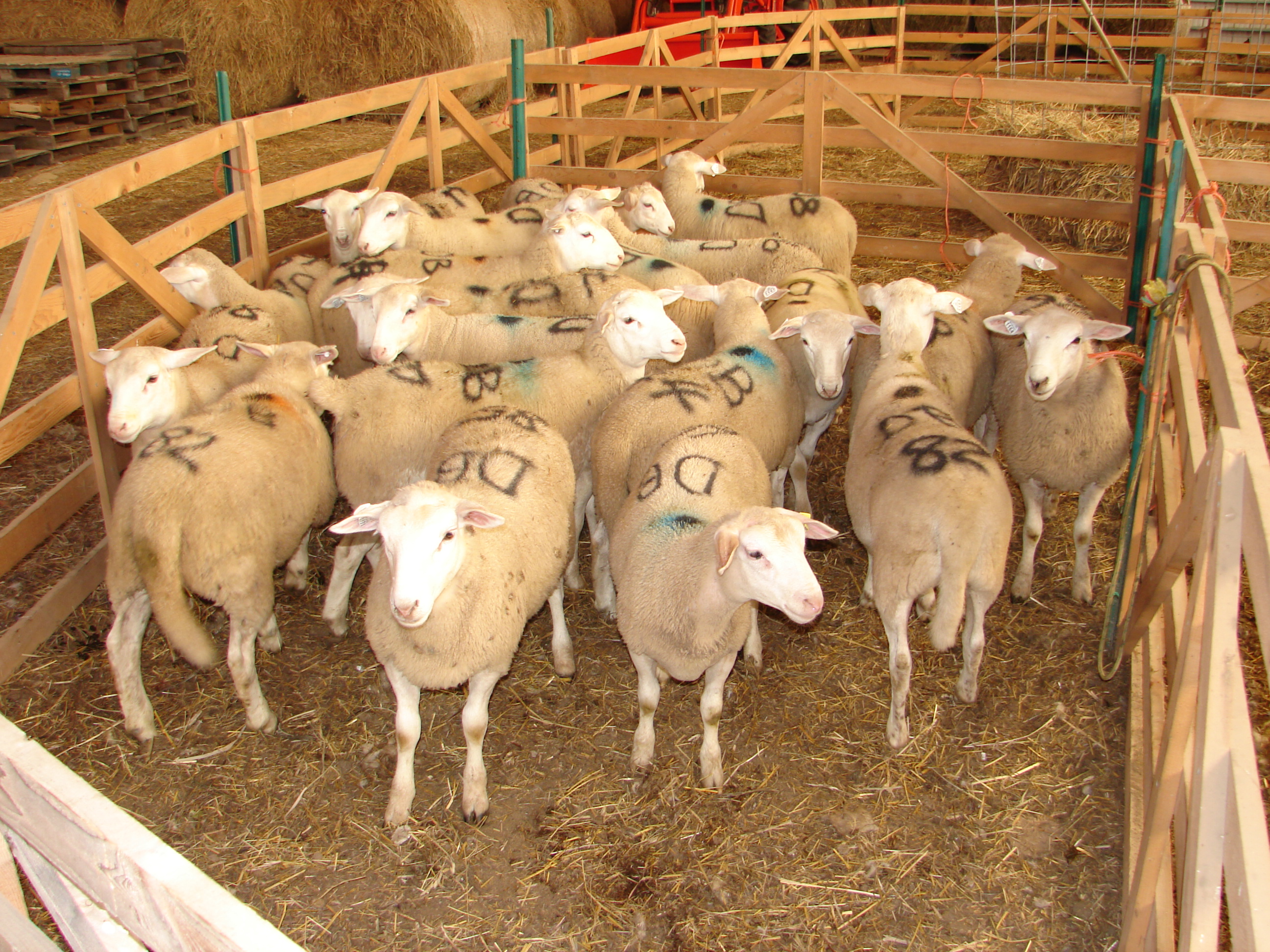 What is the Ideal Weight for a Market Lamb? | Cornell Small Farms ...